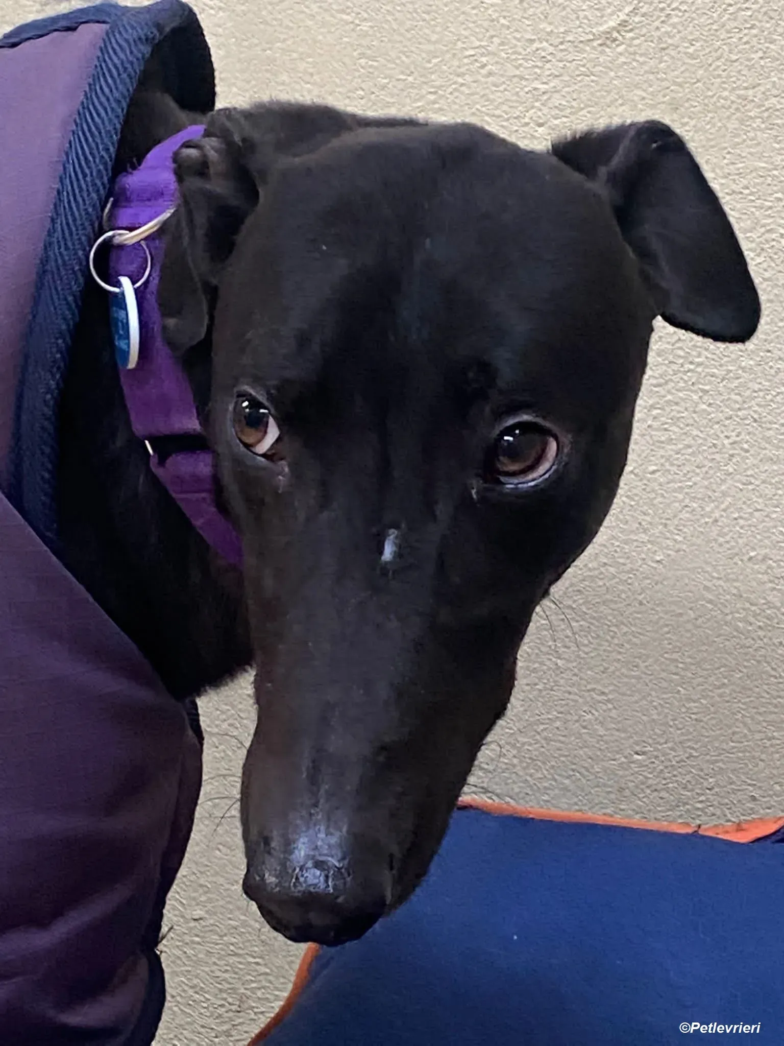 Braham adozione levrieri greyhound 4