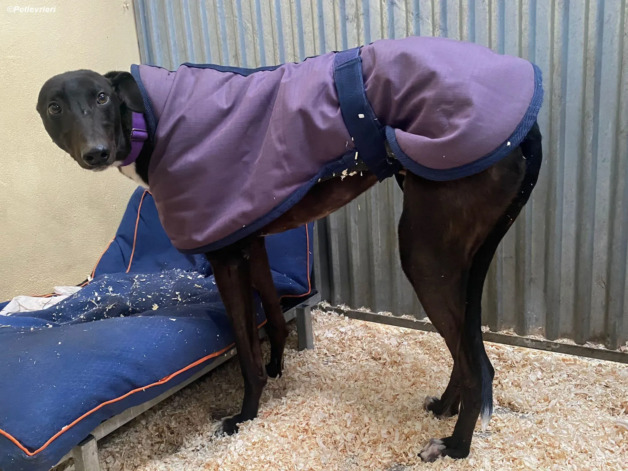 Braham adozione levrieri greyhound 5