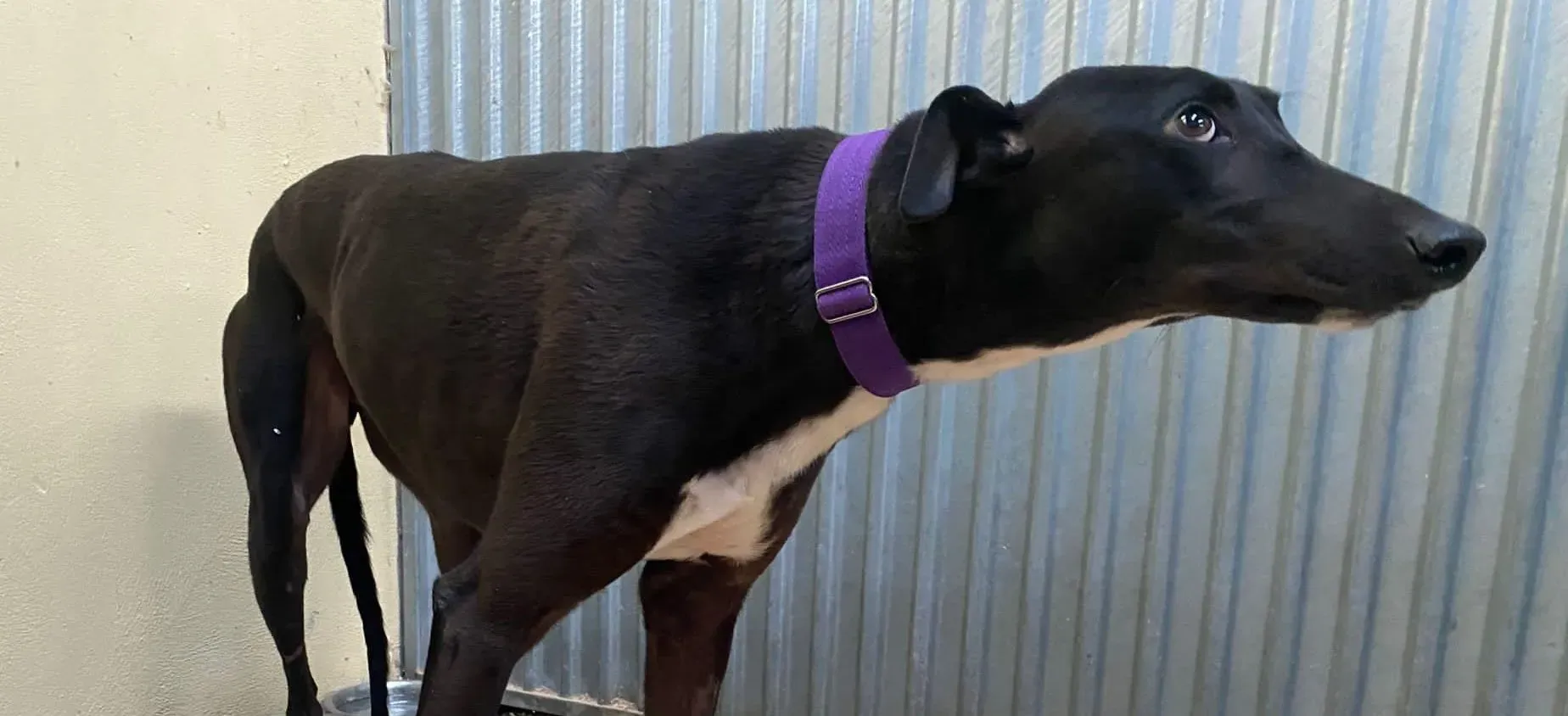 Braham adozione levrieri greyhound 6 e1667333567136