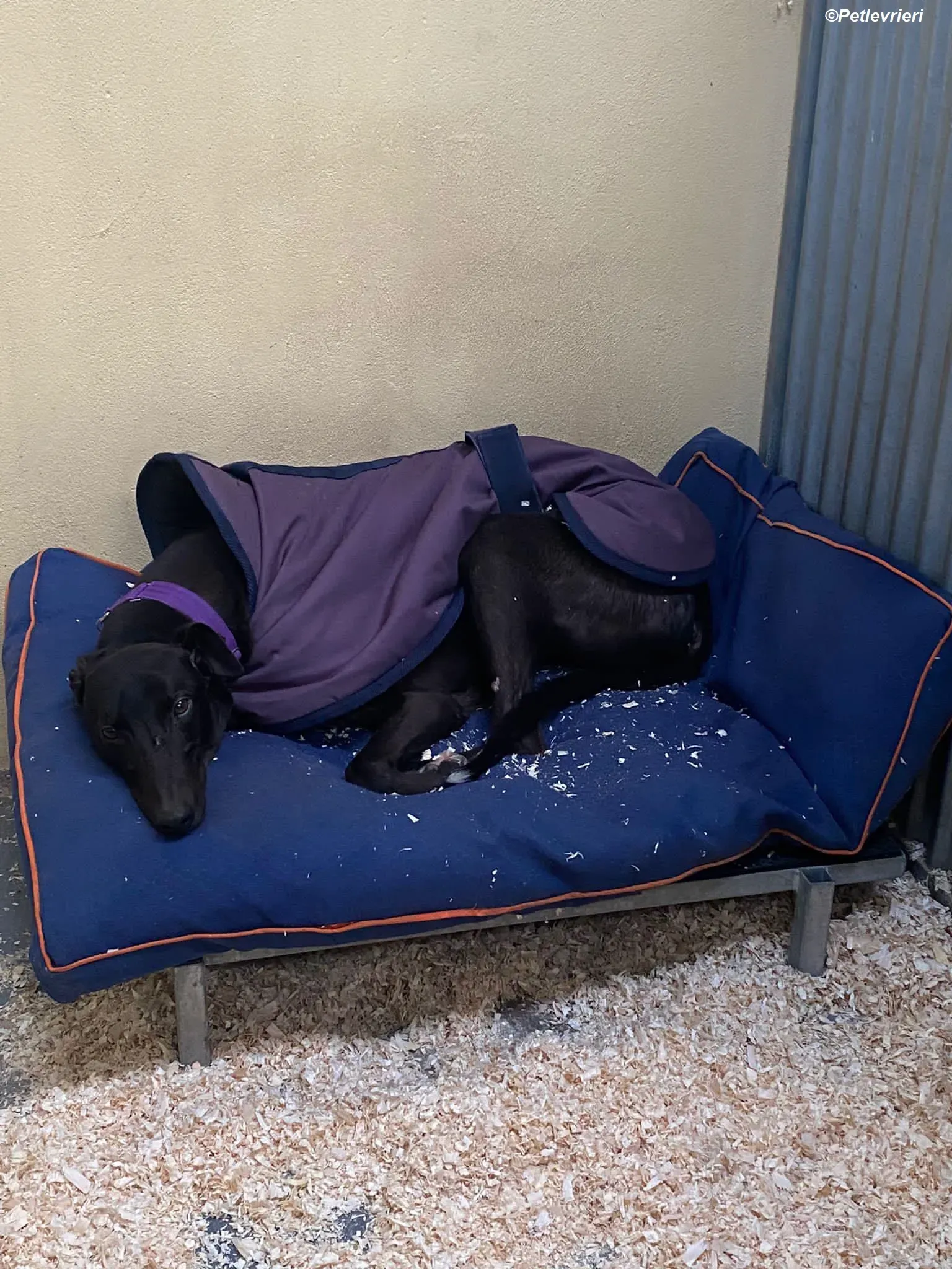 Braham adozione levrieri greyhound 7