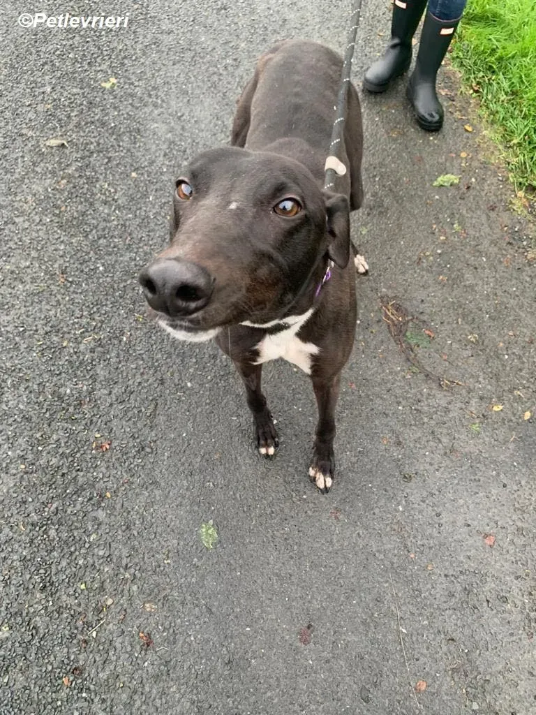 Braham adozione levrieri greyhound 8