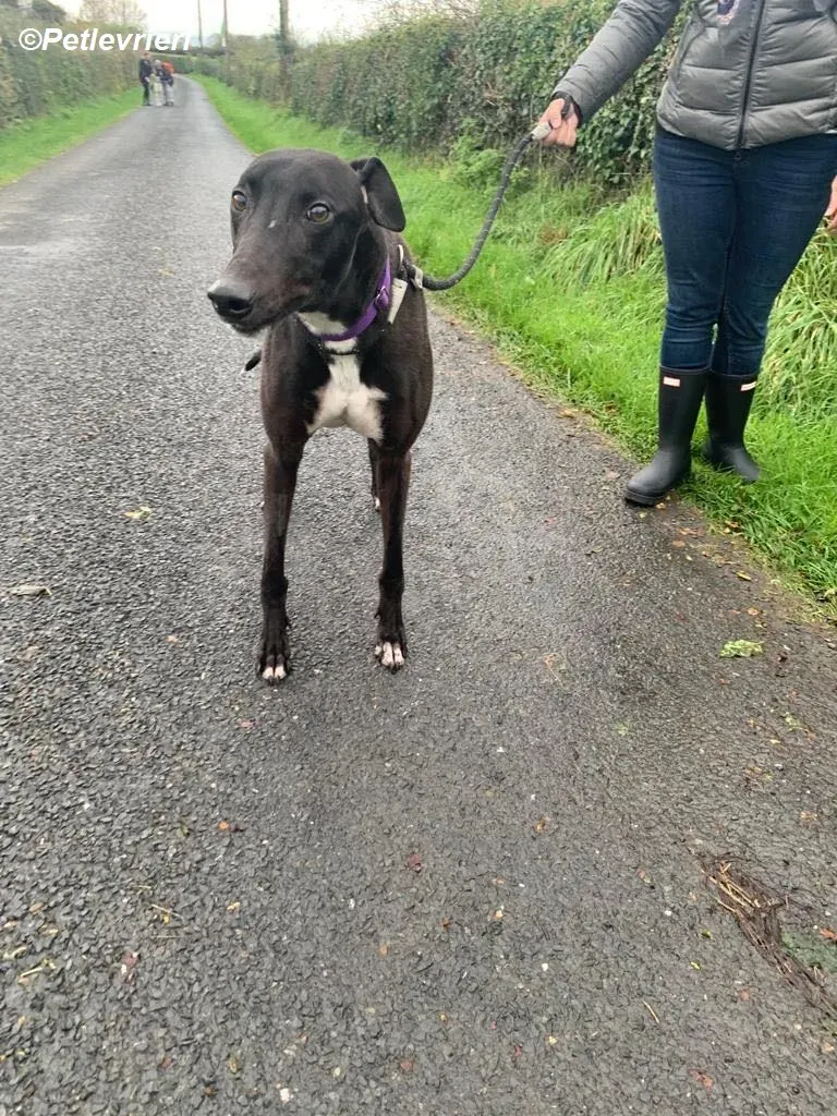 Braham adozione levrieri greyhound 9