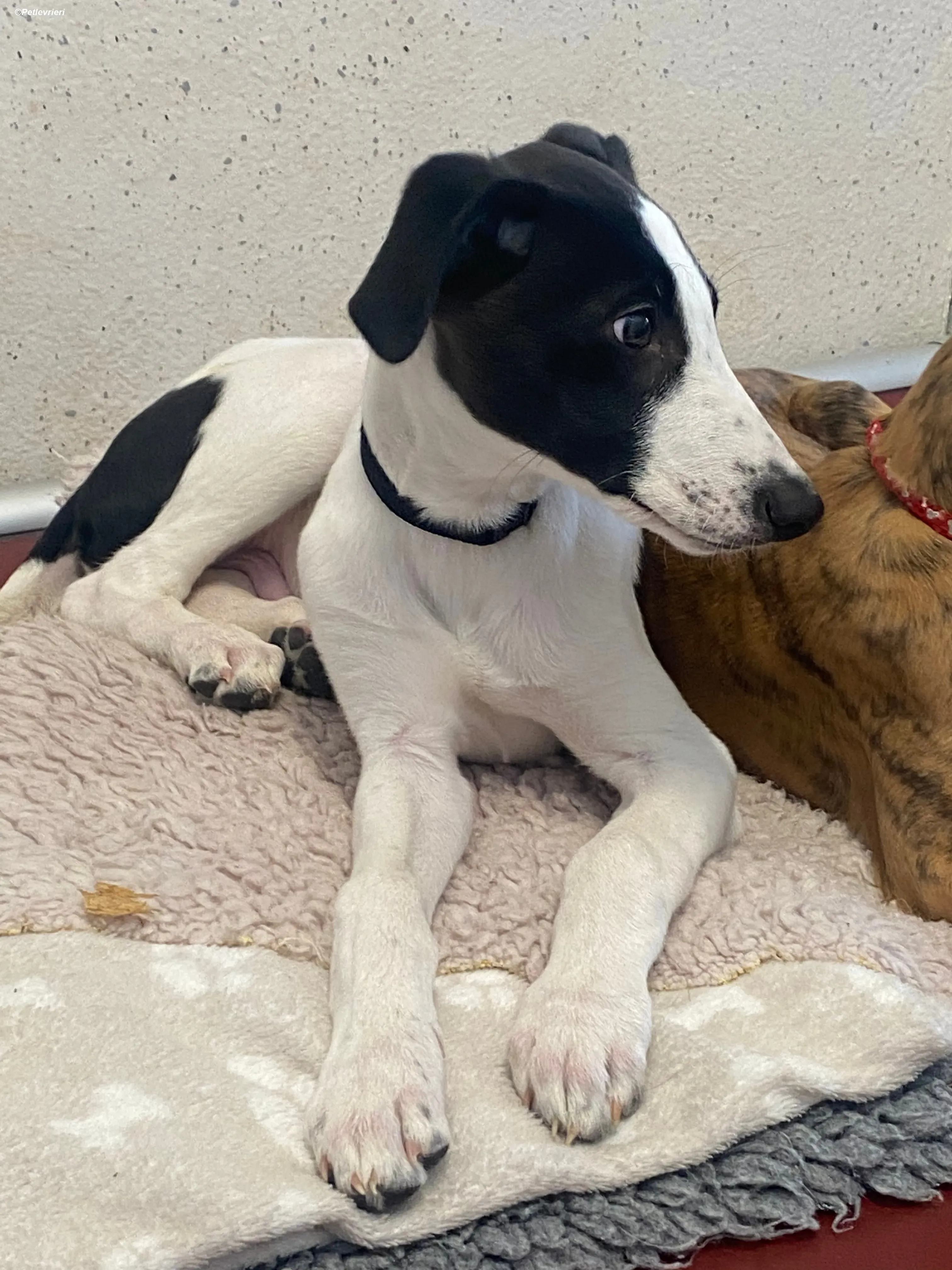 Brandon adozione levrieri greyhound 12