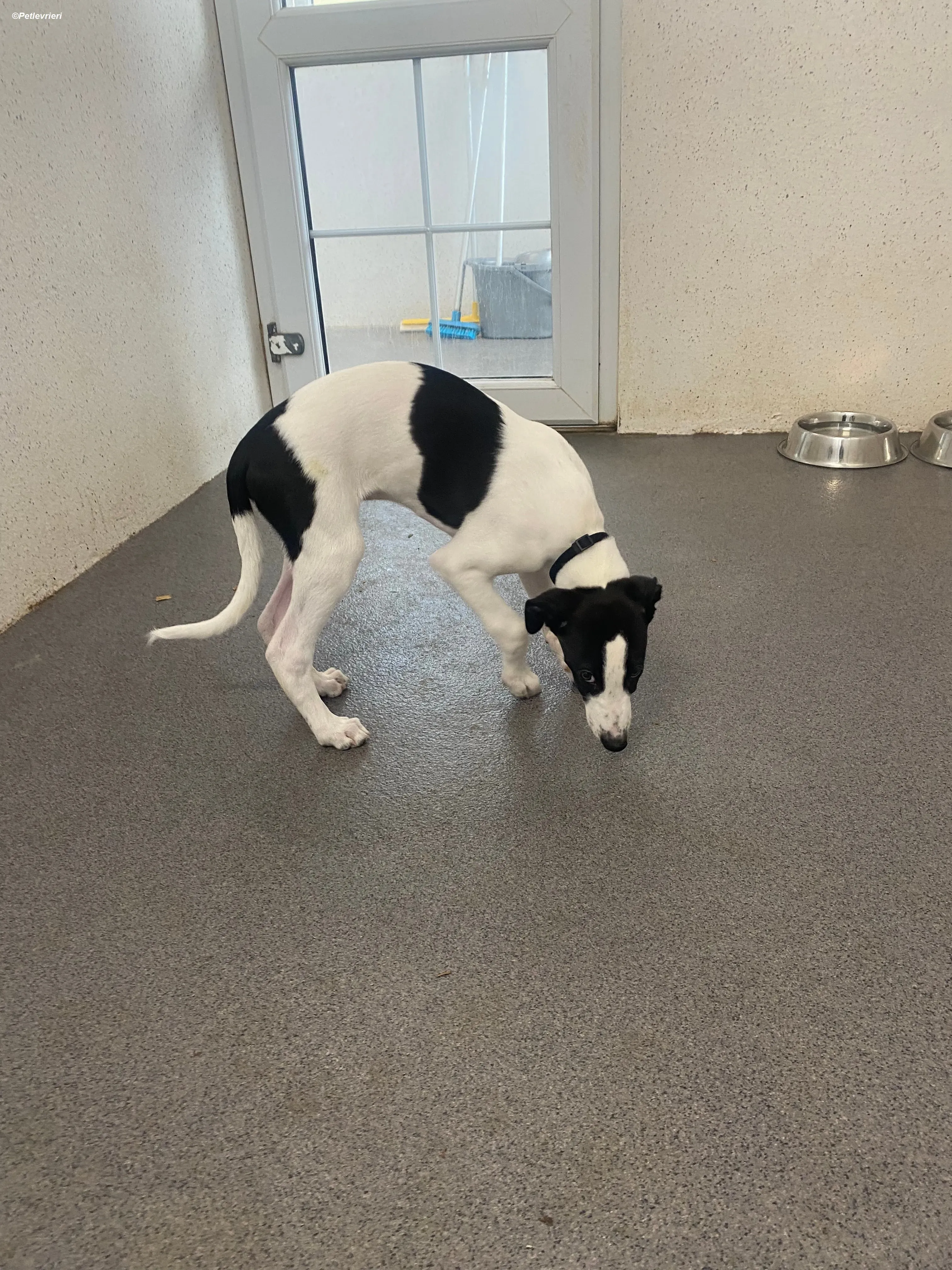 Brandon adozione levrieri greyhound 13