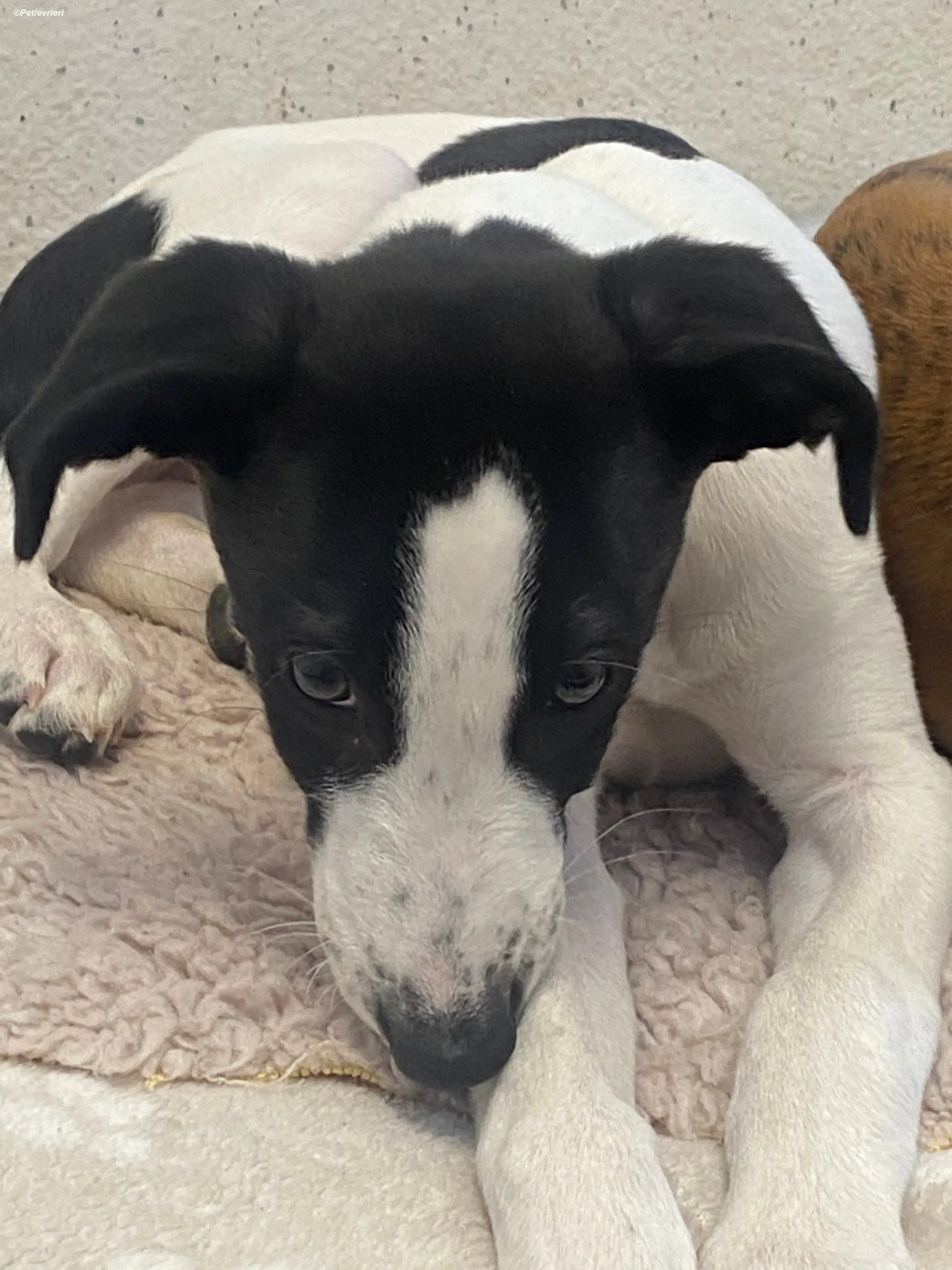 Brandon adozione levrieri greyhound 15