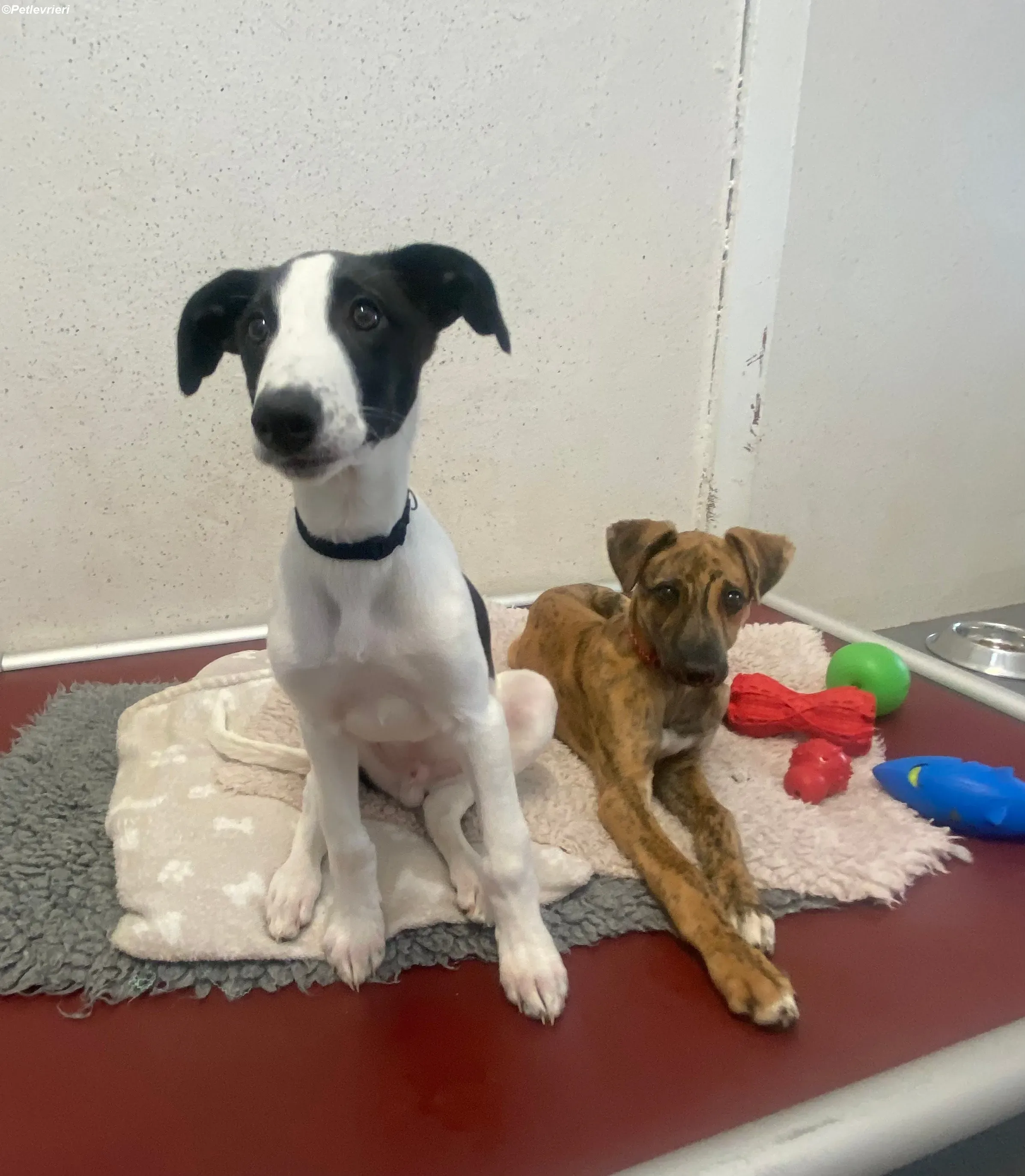 Brandon adozione levrieri greyhound 16