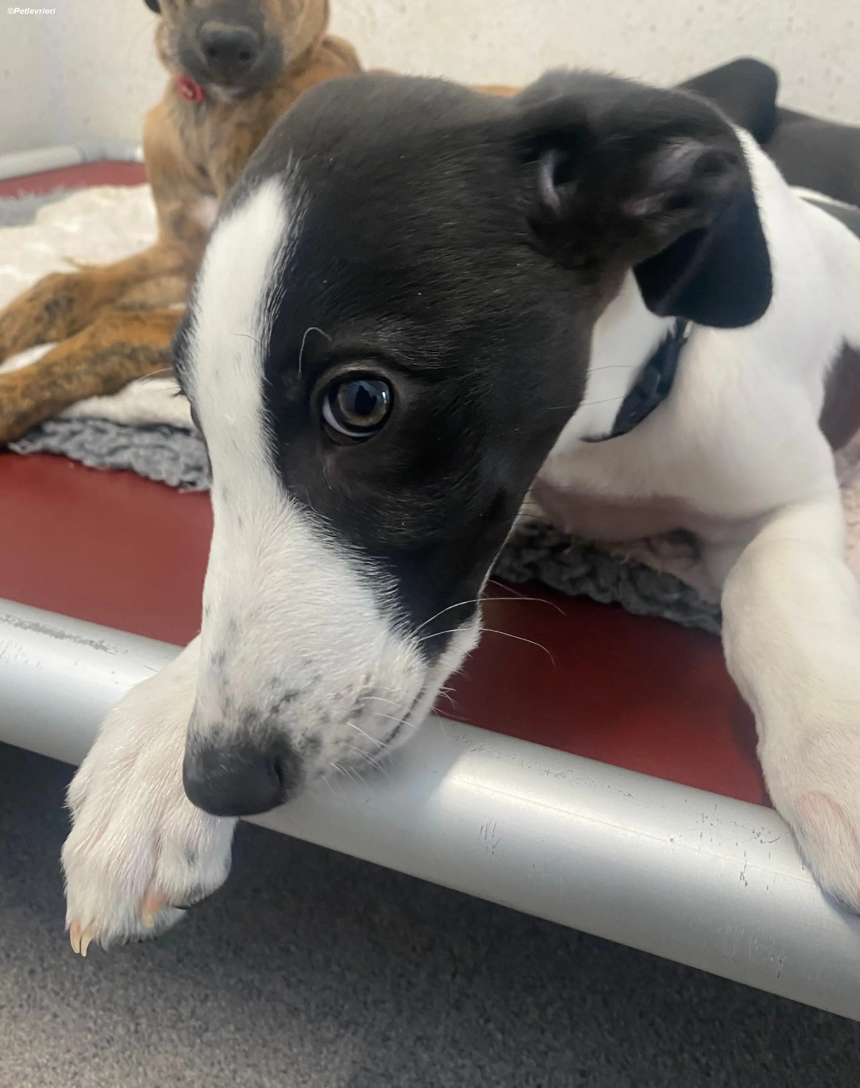 Brandon adozione levrieri greyhound 17