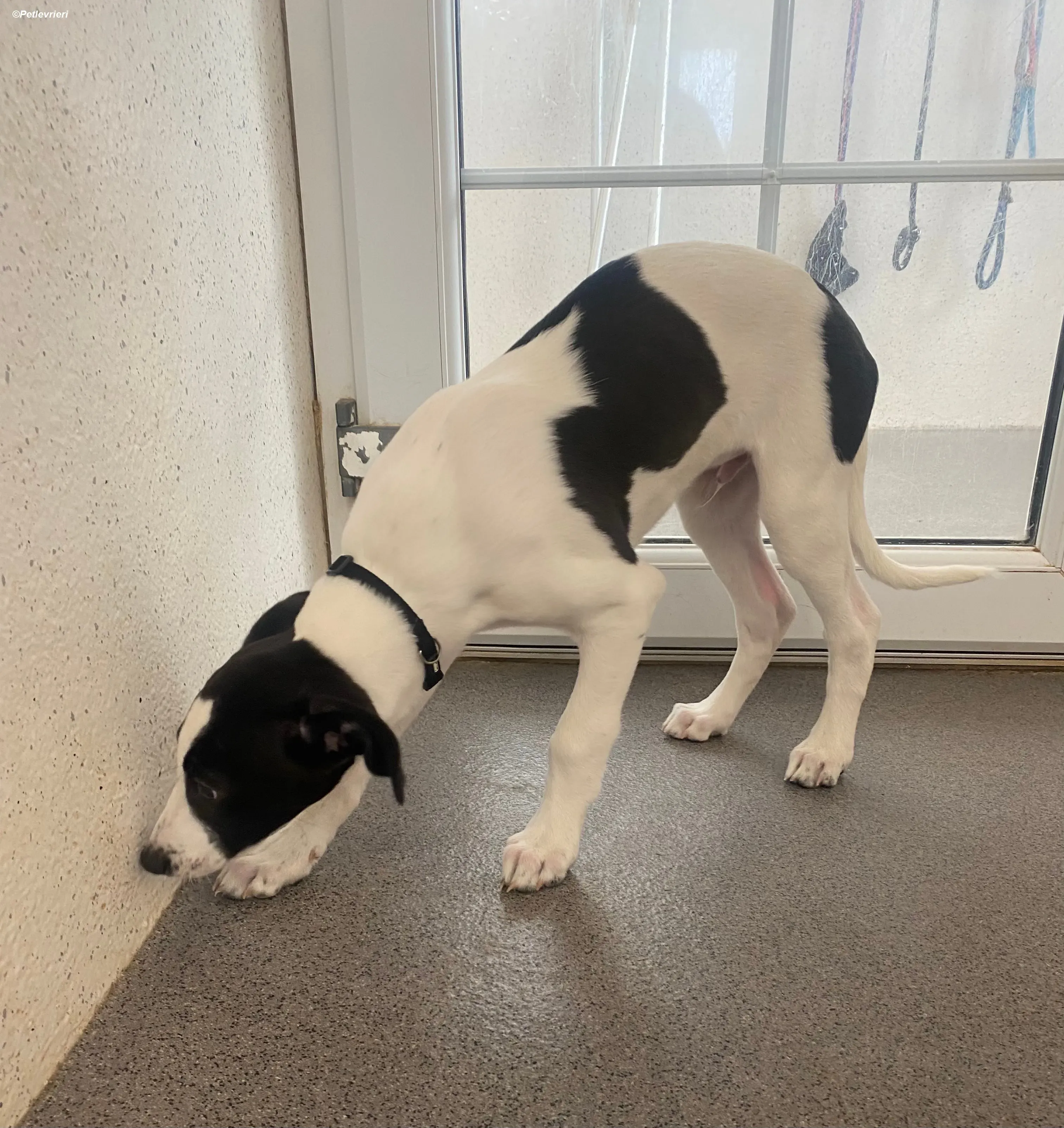 Brandon adozione levrieri greyhound 18