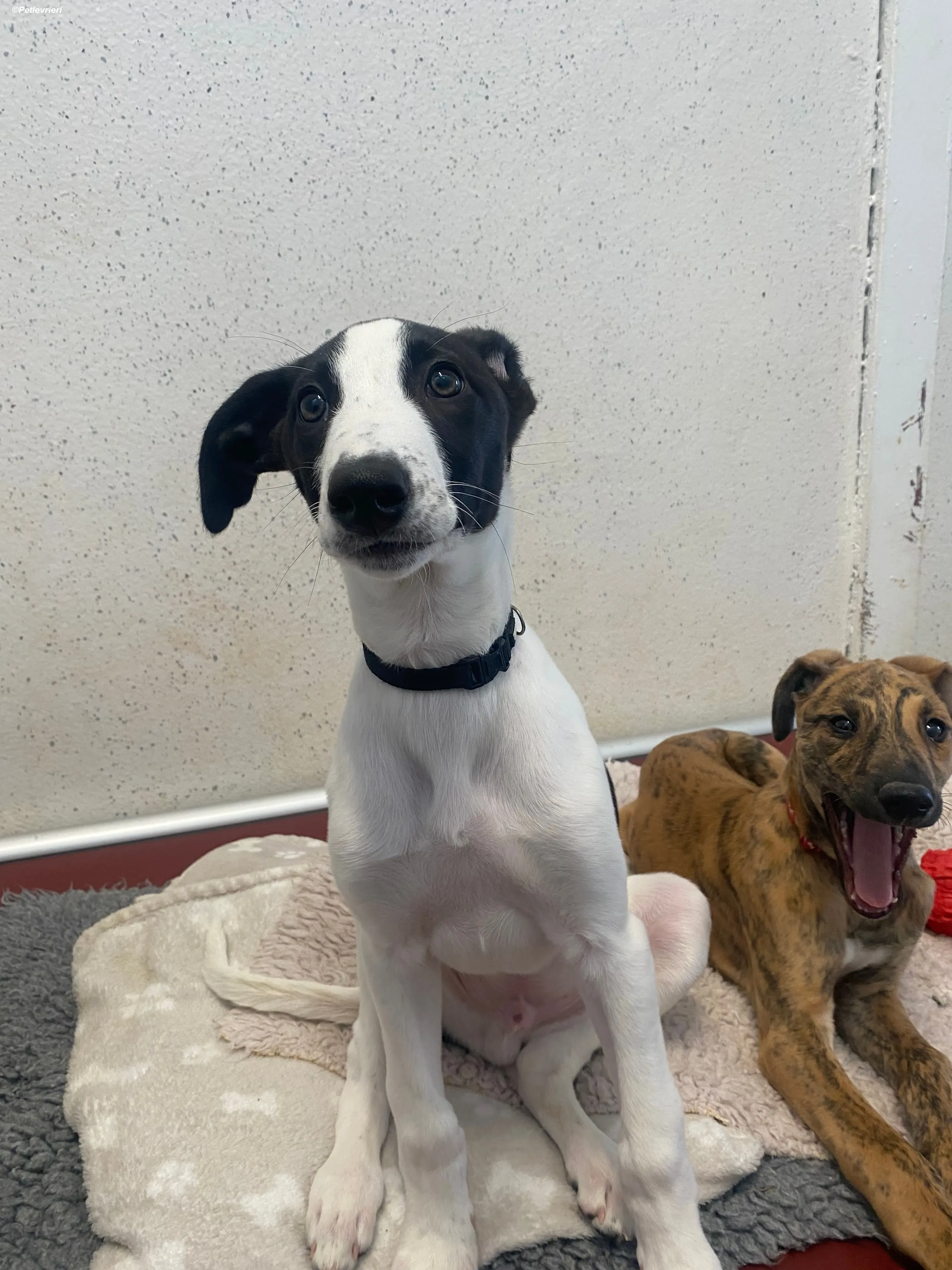 Brandon adozione levrieri greyhound 19