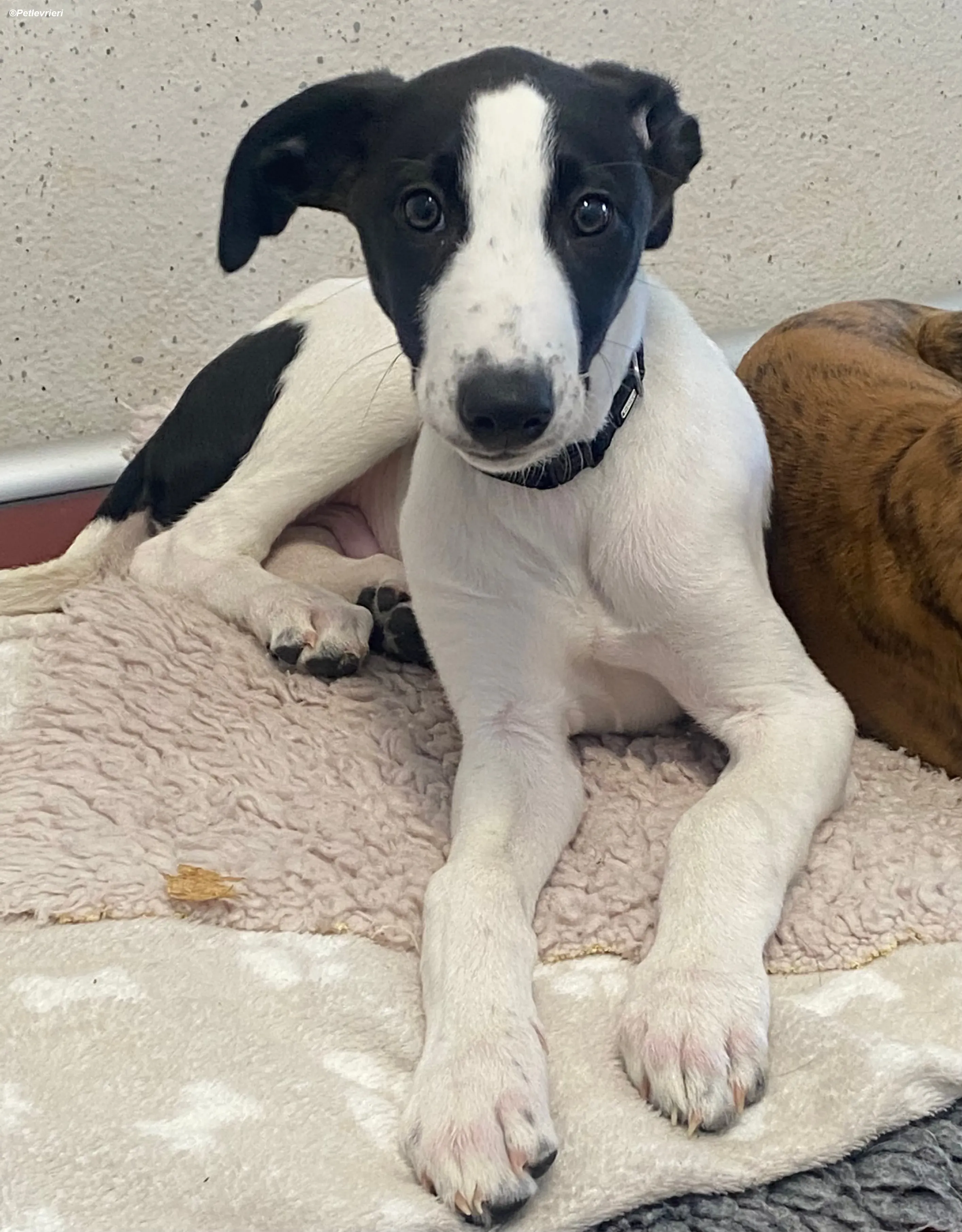 Brandon adozione levrieri greyhound 20