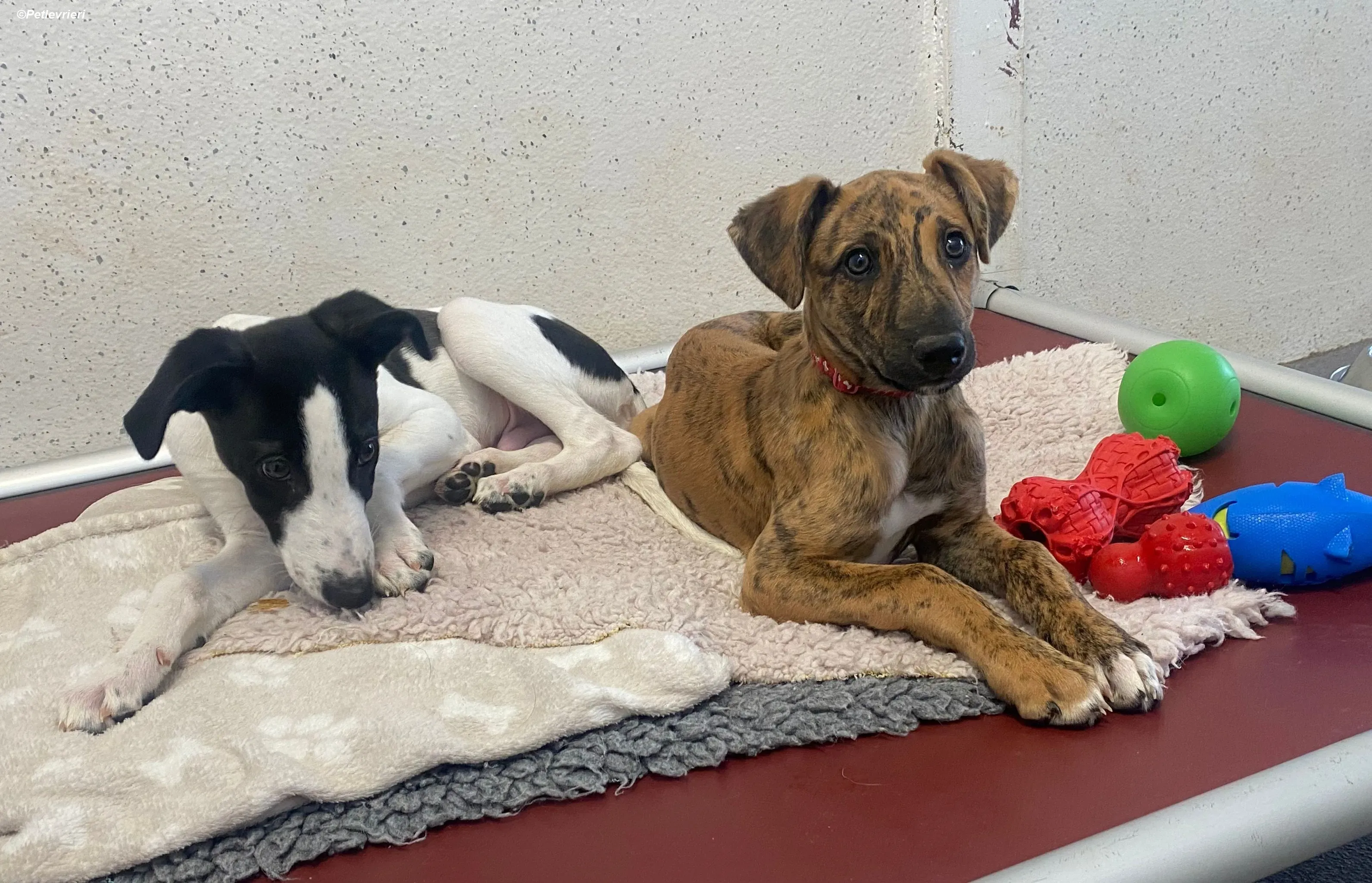 Brandon adozione levrieri greyhound 21