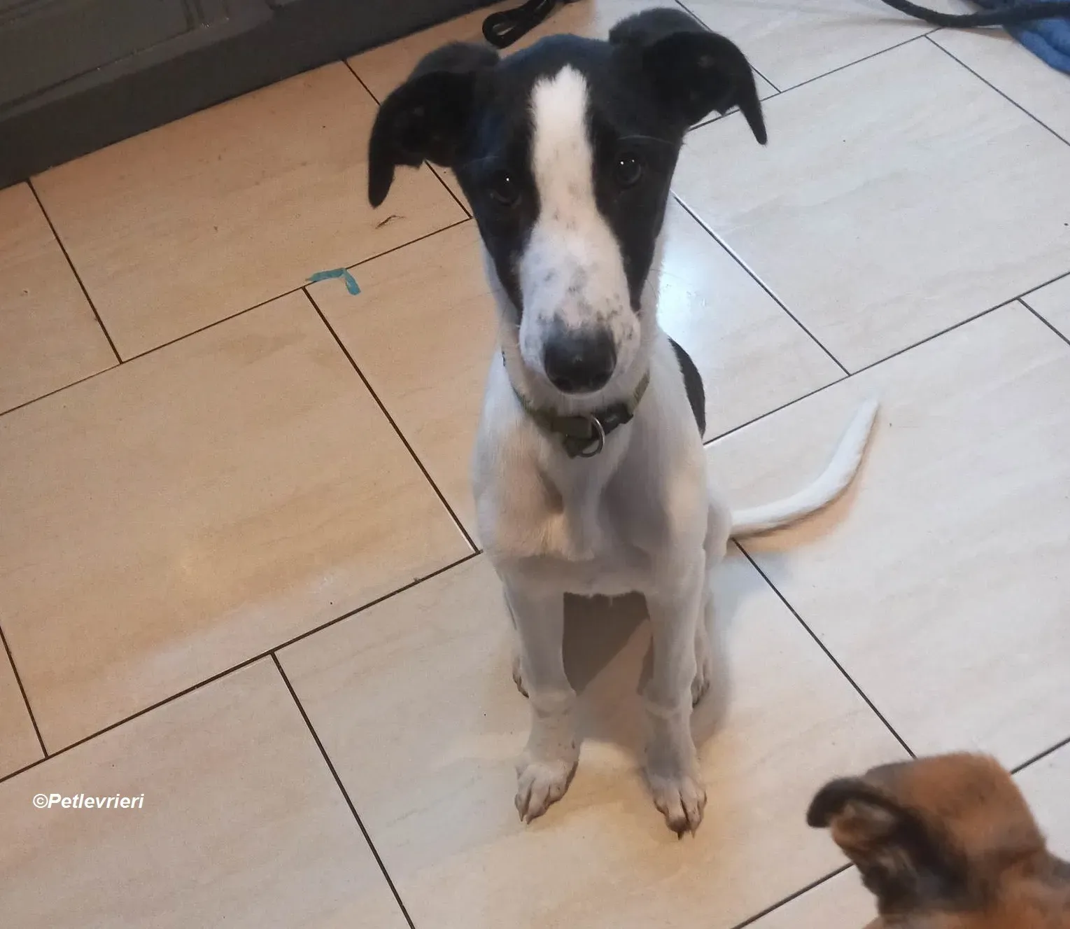 Brandon adozione levrieri greyhound 22