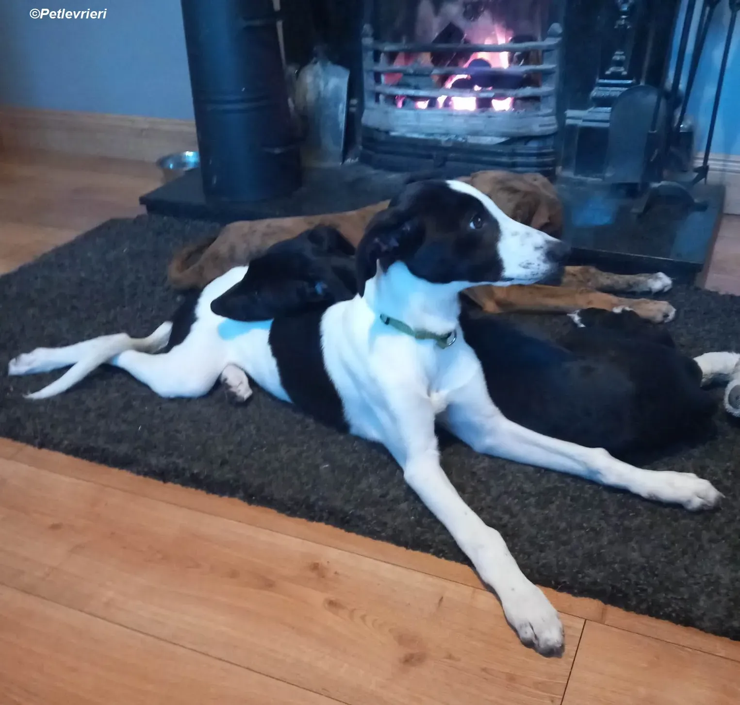 Brandon adozione levrieri greyhound 23