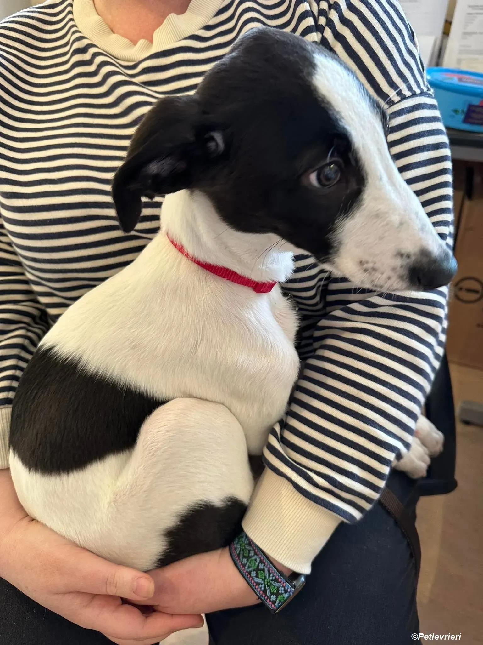 Brandon adozione levrieri greyhound 3