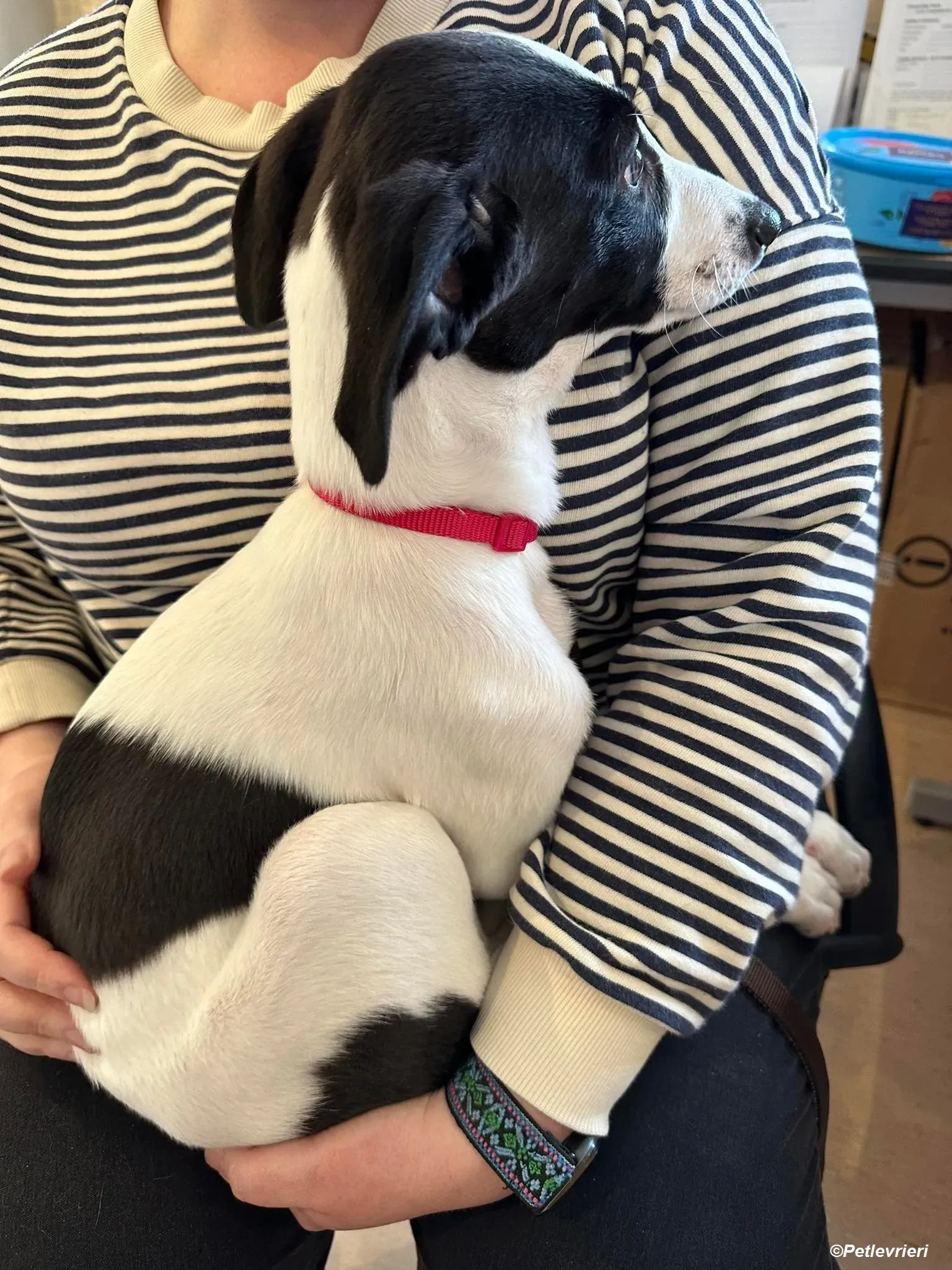 Brandon adozione levrieri greyhound 4