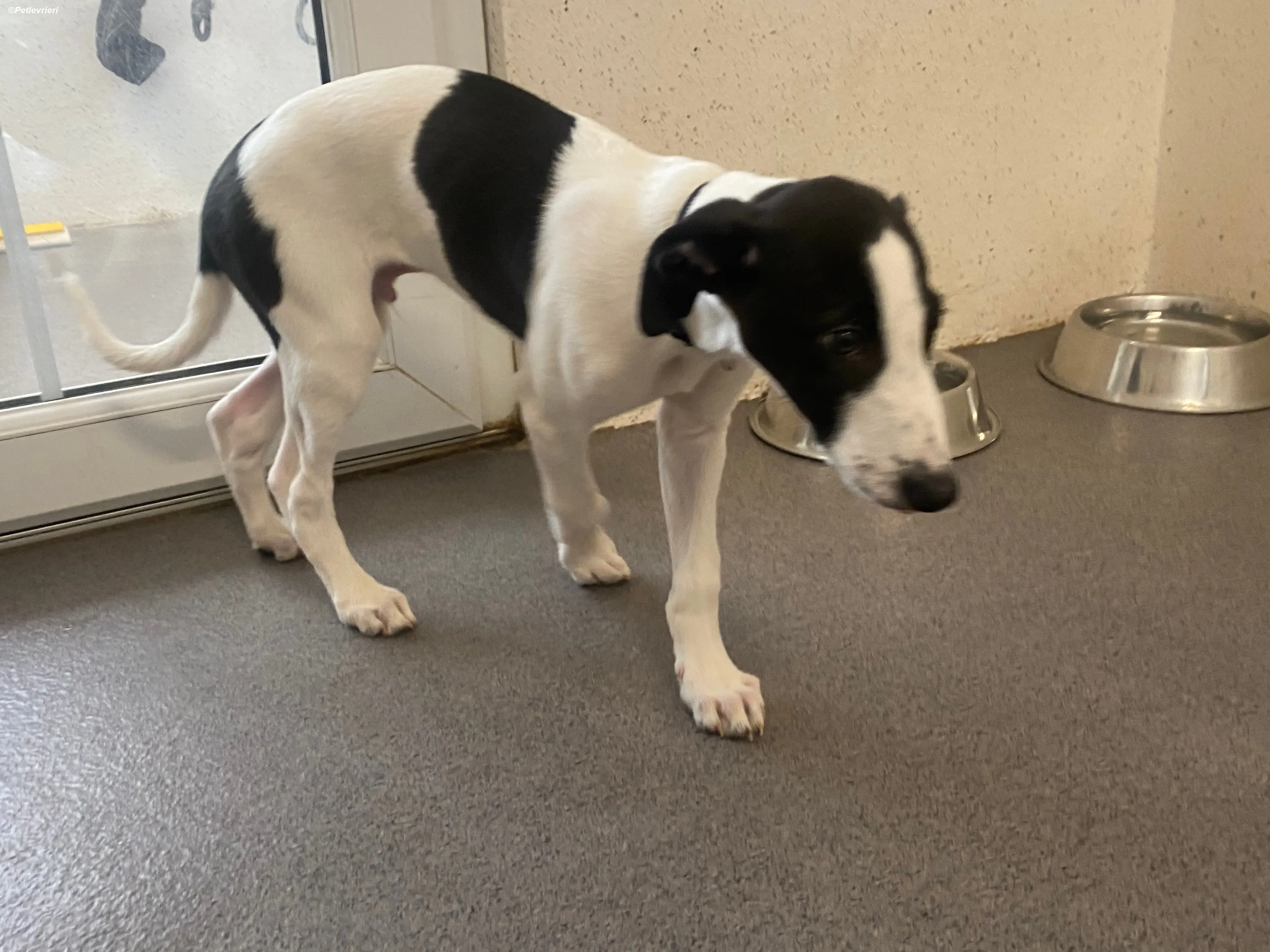 Brandon adozione levrieri greyhound 5