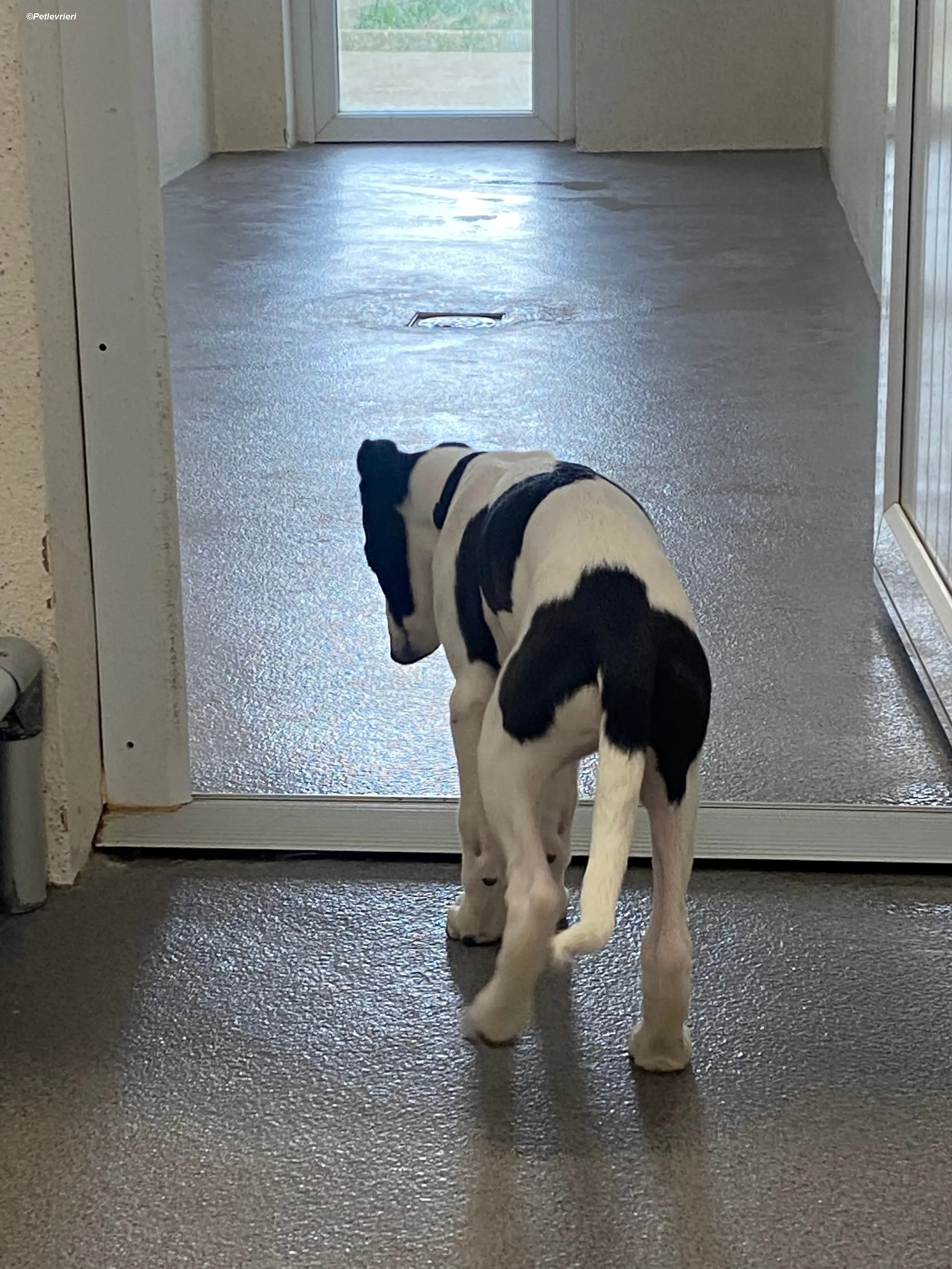 Brandon adozione levrieri greyhound 6