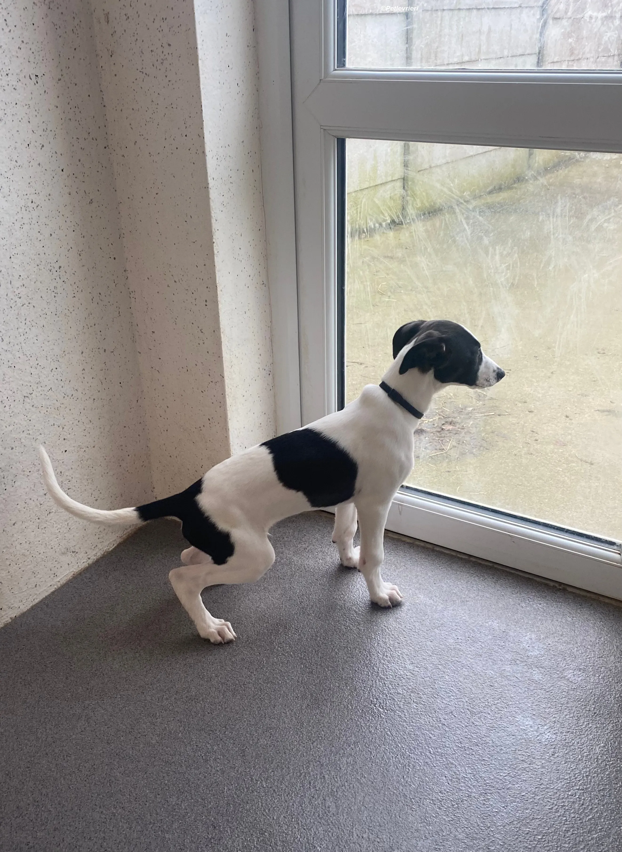 Brandon adozione levrieri greyhound 7