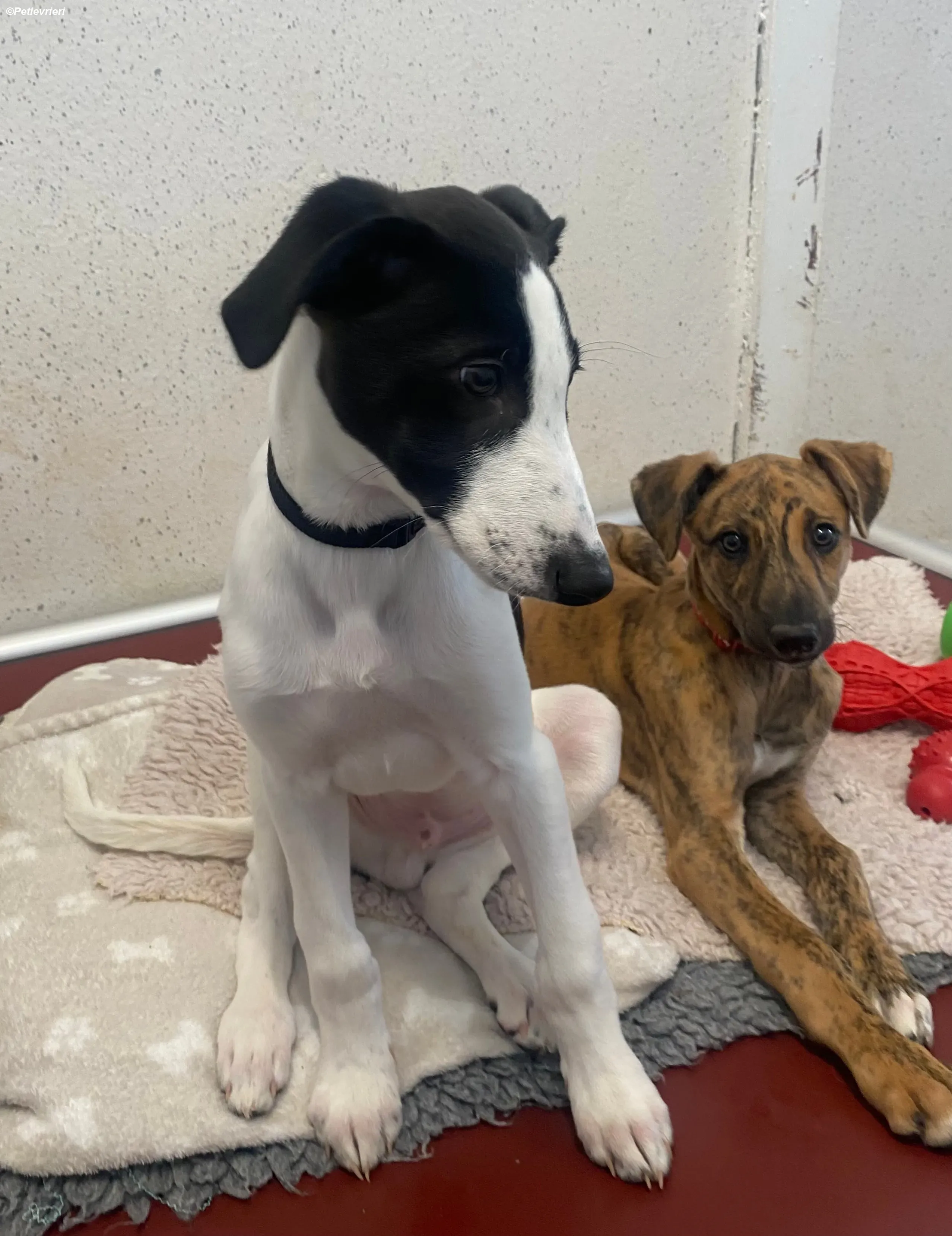 Brandon adozione levrieri greyhound 8