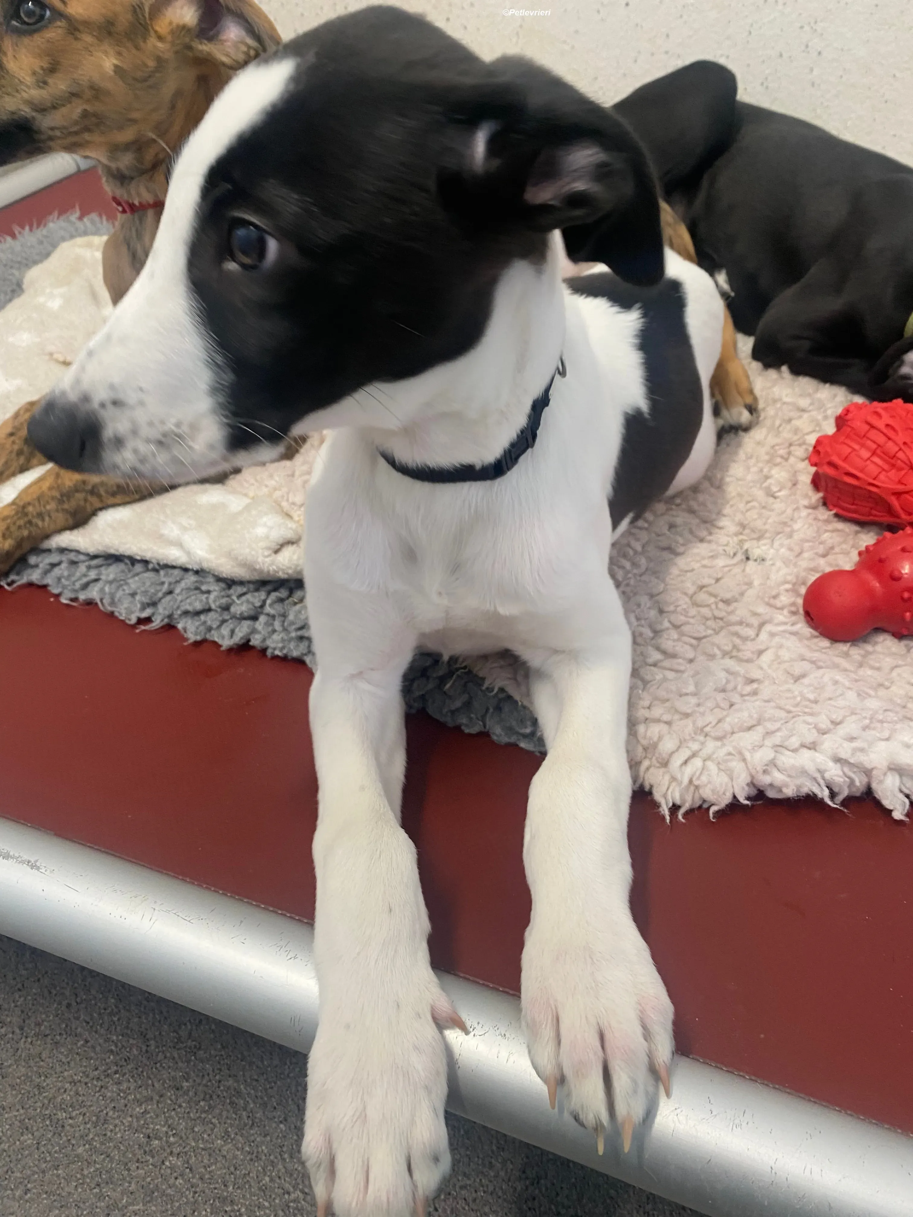 Brandon adozione levrieri greyhound 9