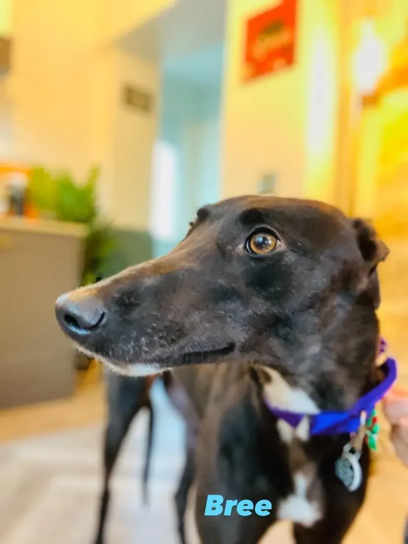 Bree adozione levrieri greyhound 1