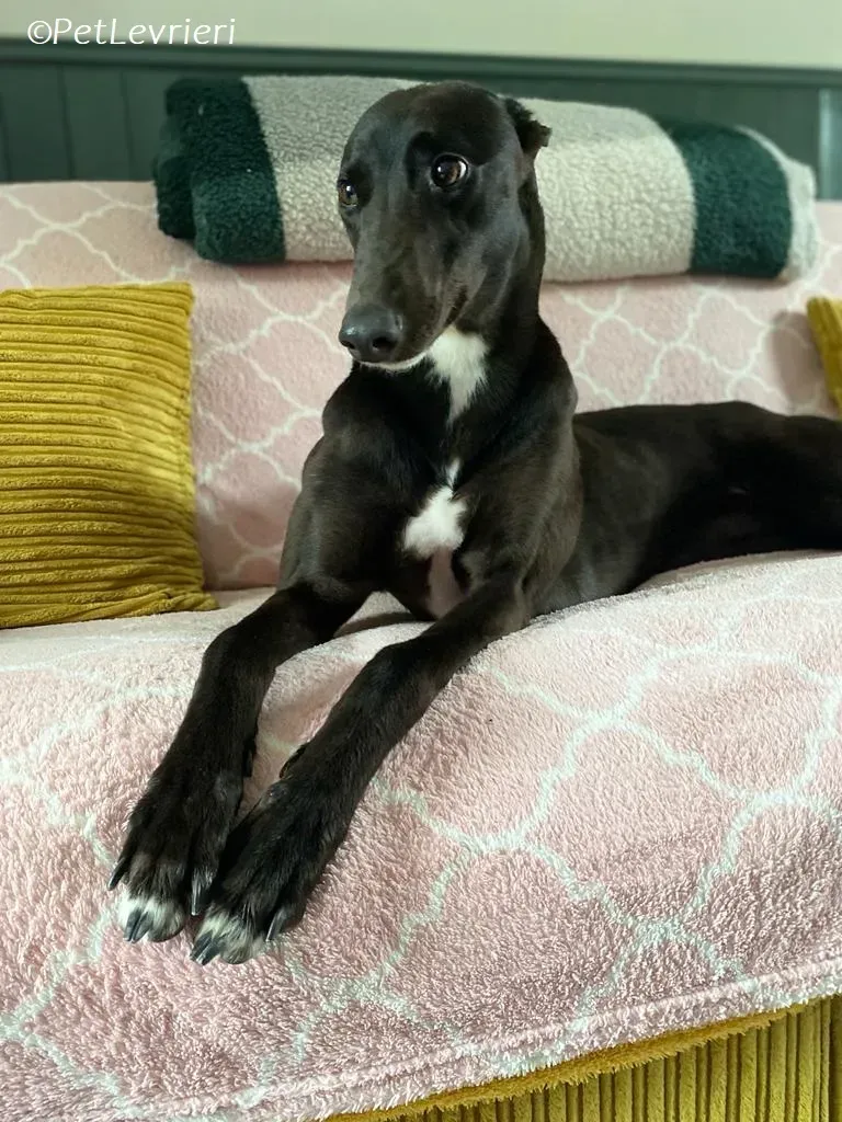 Bree adozione levrieri greyhound 10 1