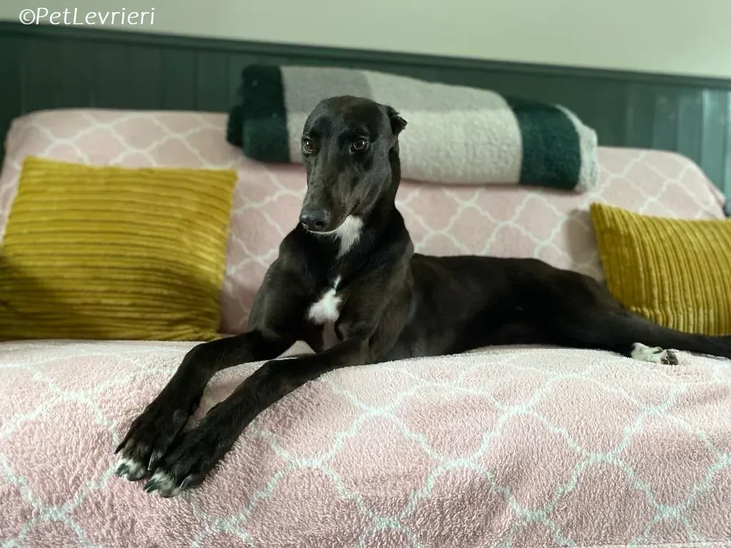 Bree adozione levrieri greyhound 11 1