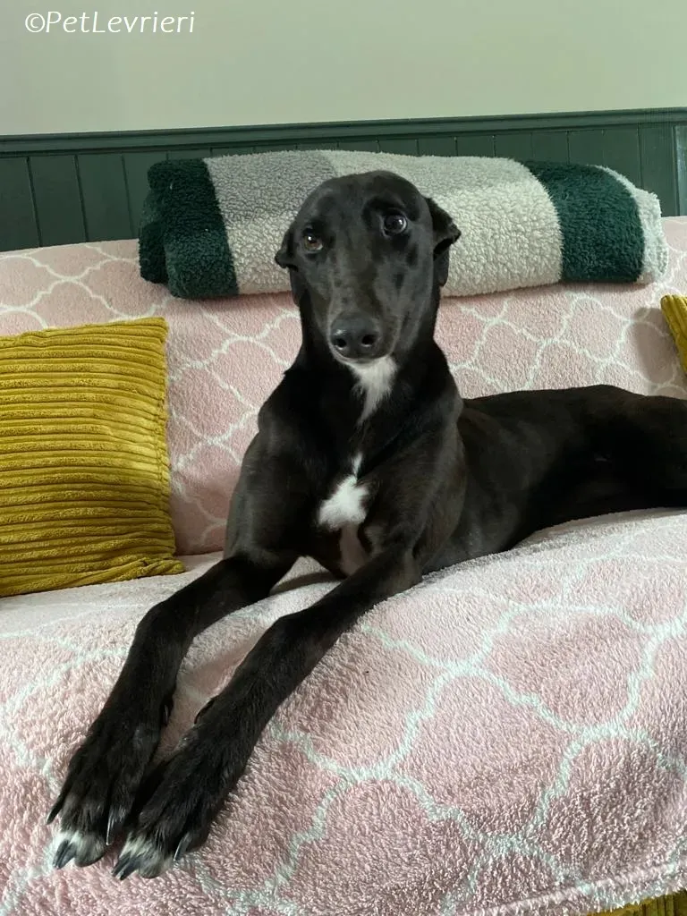 Bree adozione levrieri greyhound 12 1