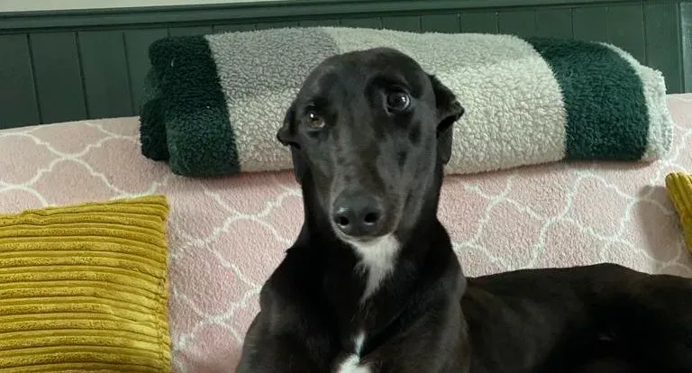 Bree adozione levrieri greyhound 12 e1692360328828