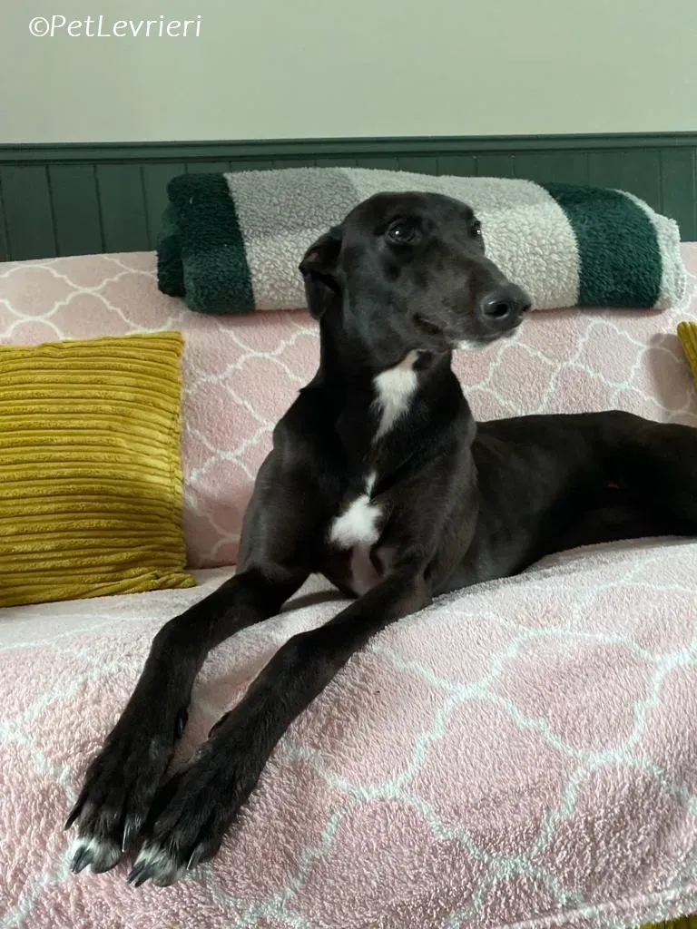 Bree adozione levrieri greyhound 13 1