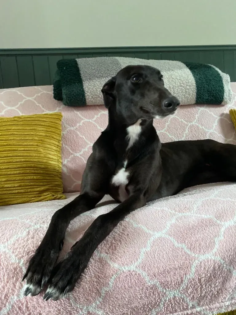Bree adozione levrieri greyhound 13