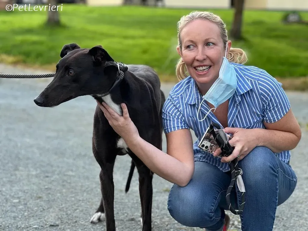 Bree adozione levrieri greyhound 14