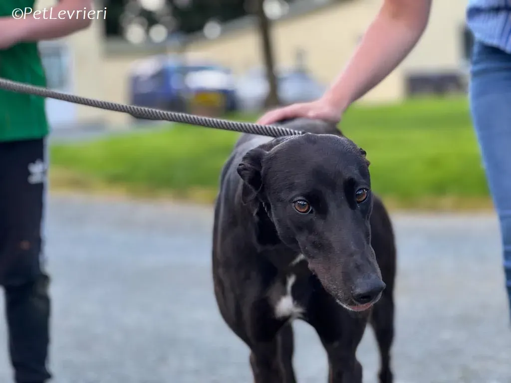 Bree adozione levrieri greyhound 15