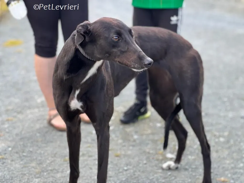 Bree adozione levrieri greyhound 16