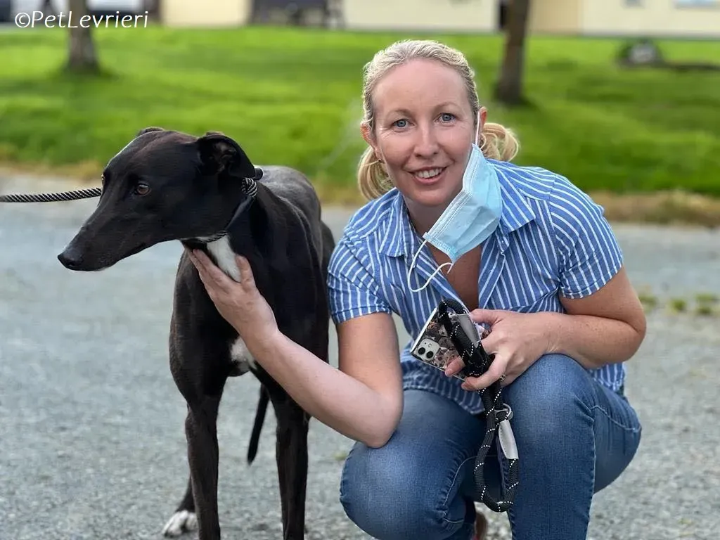 Bree adozione levrieri greyhound 17