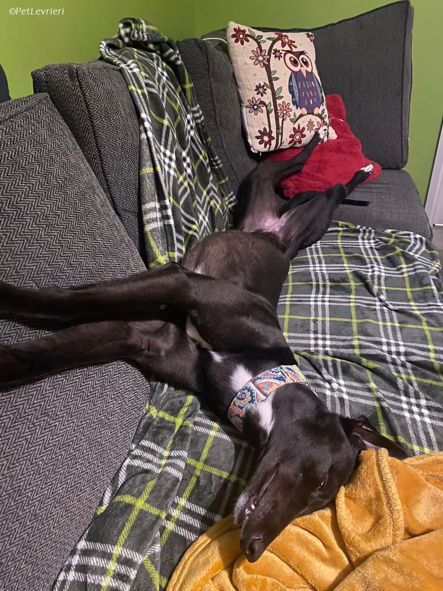 Bree adozione levrieri greyhound 18