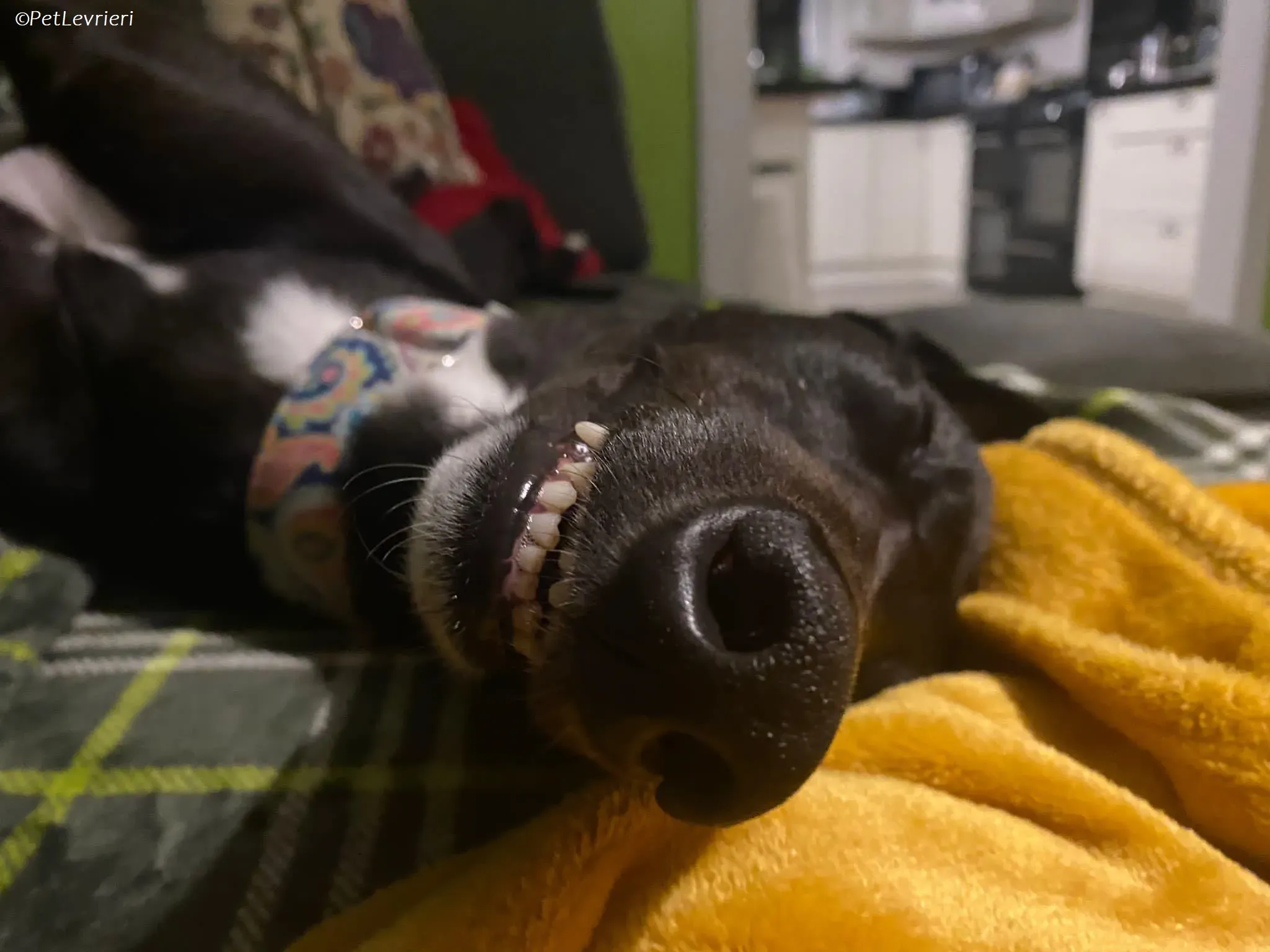 Bree adozione levrieri greyhound 19