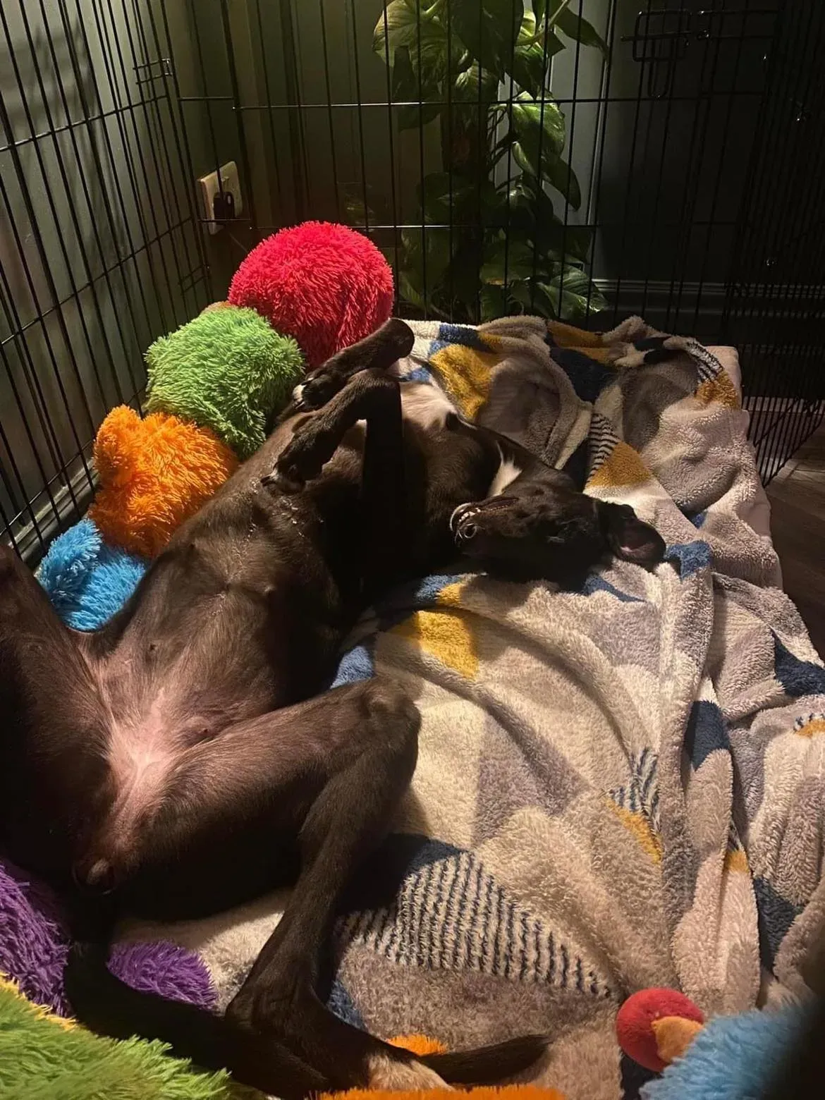 Bree adozione levrieri greyhound 2