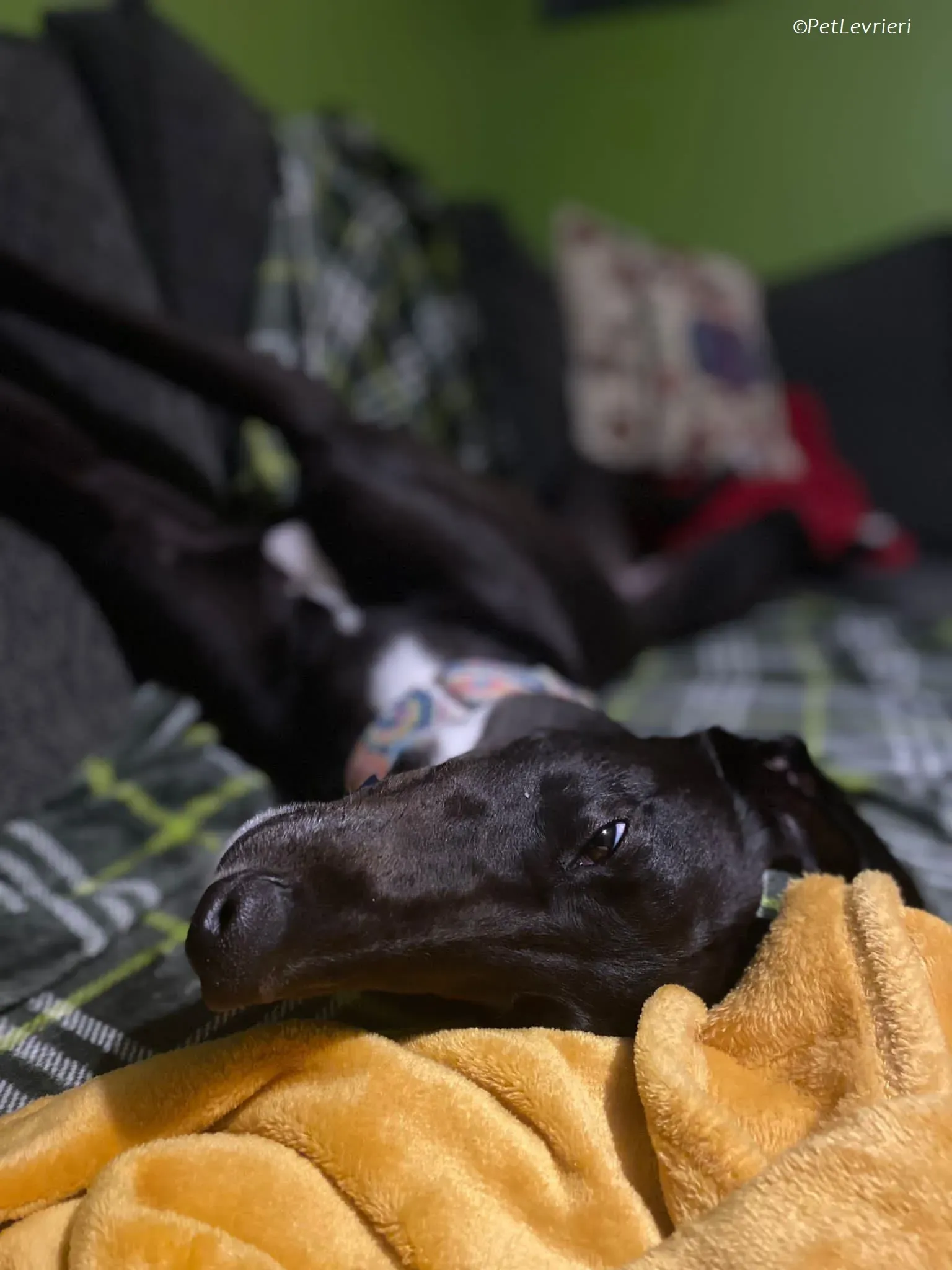 Bree adozione levrieri greyhound 20