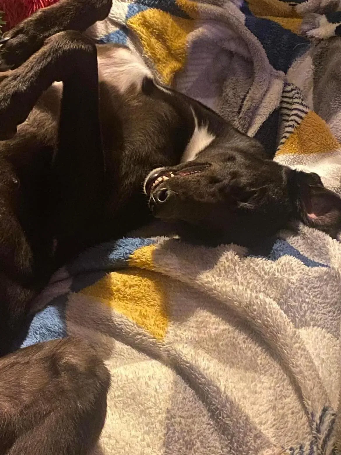 Bree adozione levrieri greyhound 3