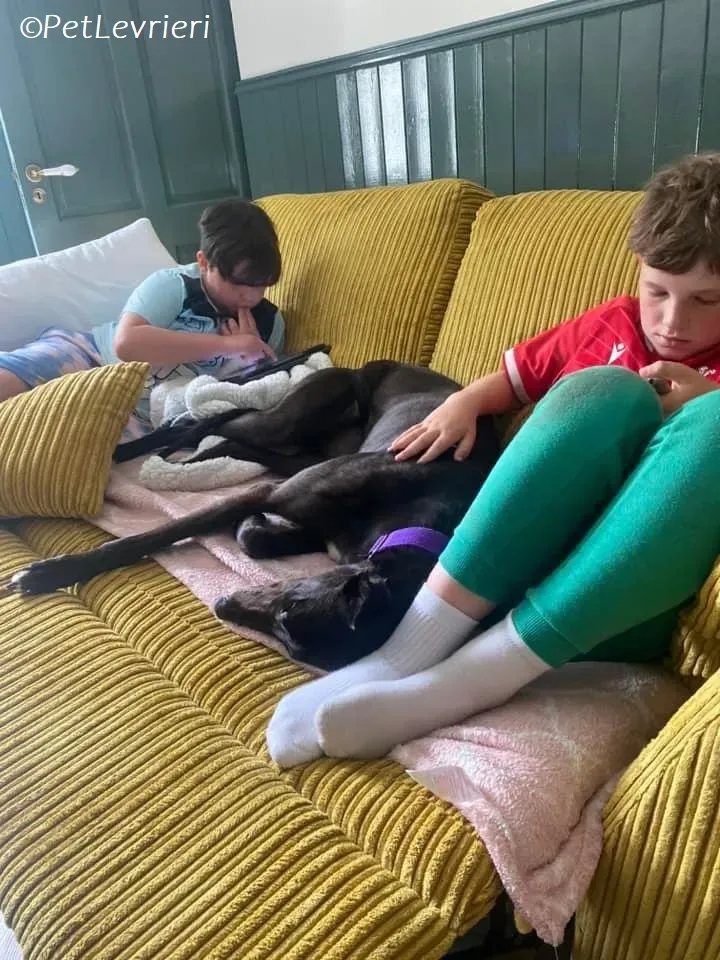 Bree adozione levrieri greyhound 4 1