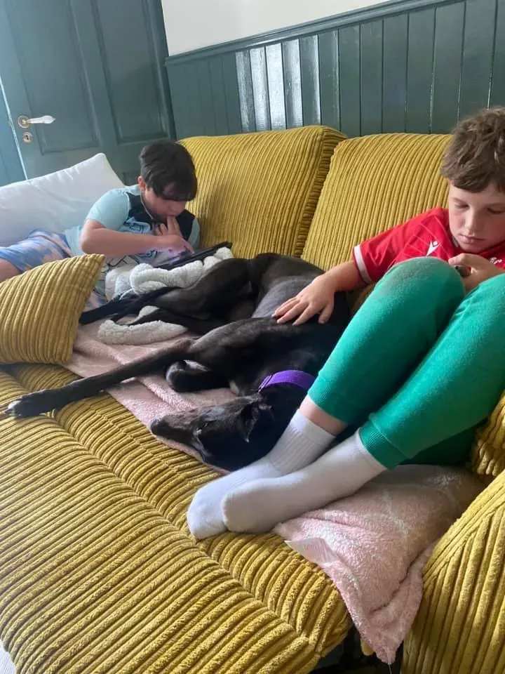 Bree adozione levrieri greyhound 4