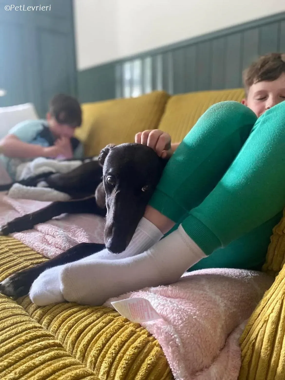 Bree adozione levrieri greyhound 5 1