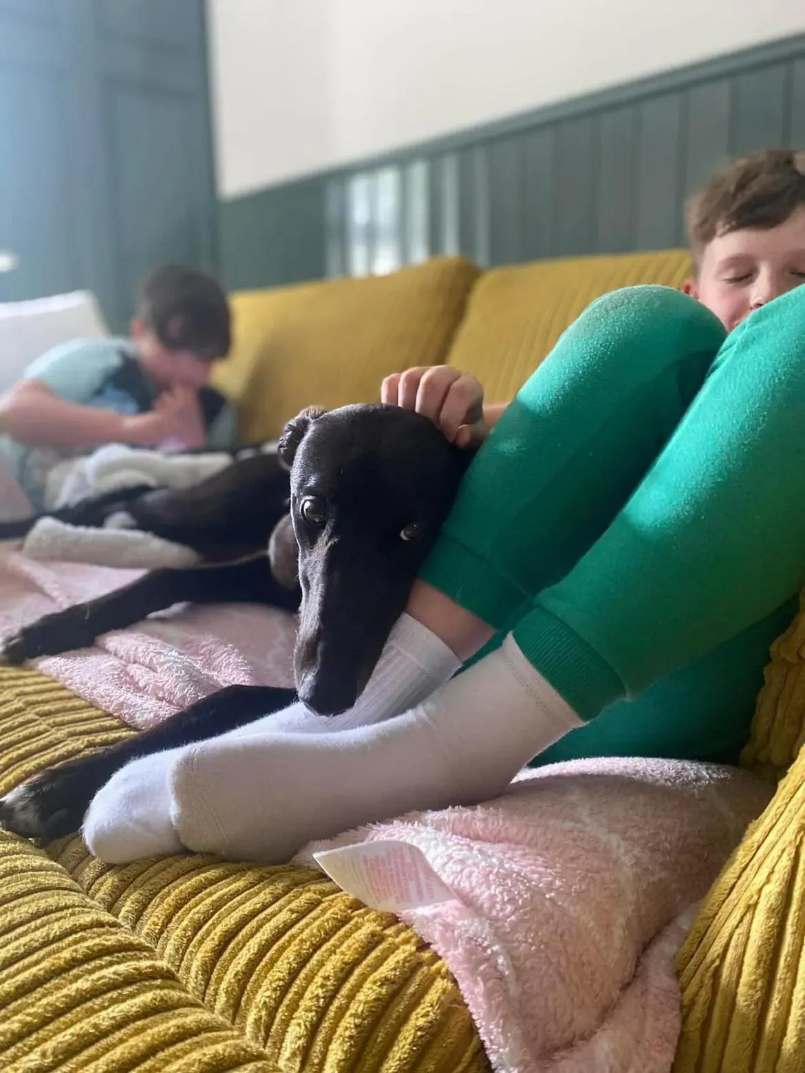 Bree adozione levrieri greyhound 5