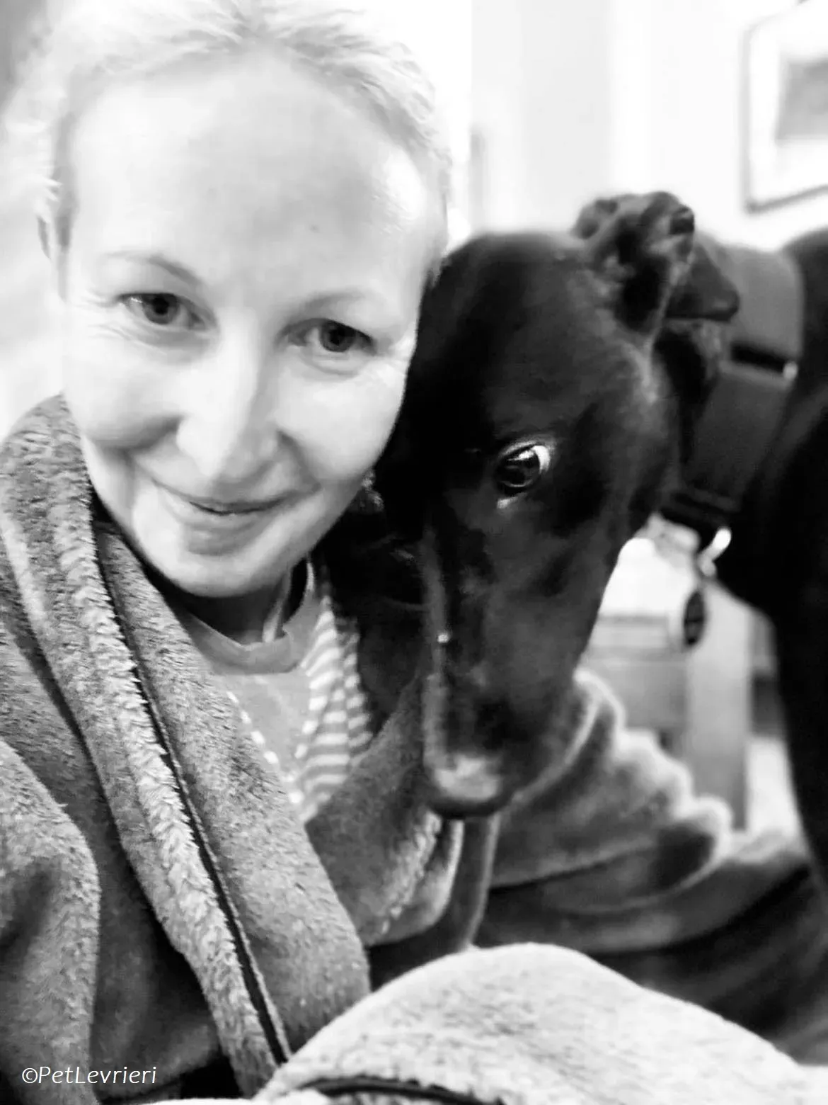 Bree adozione levrieri greyhound 6 1