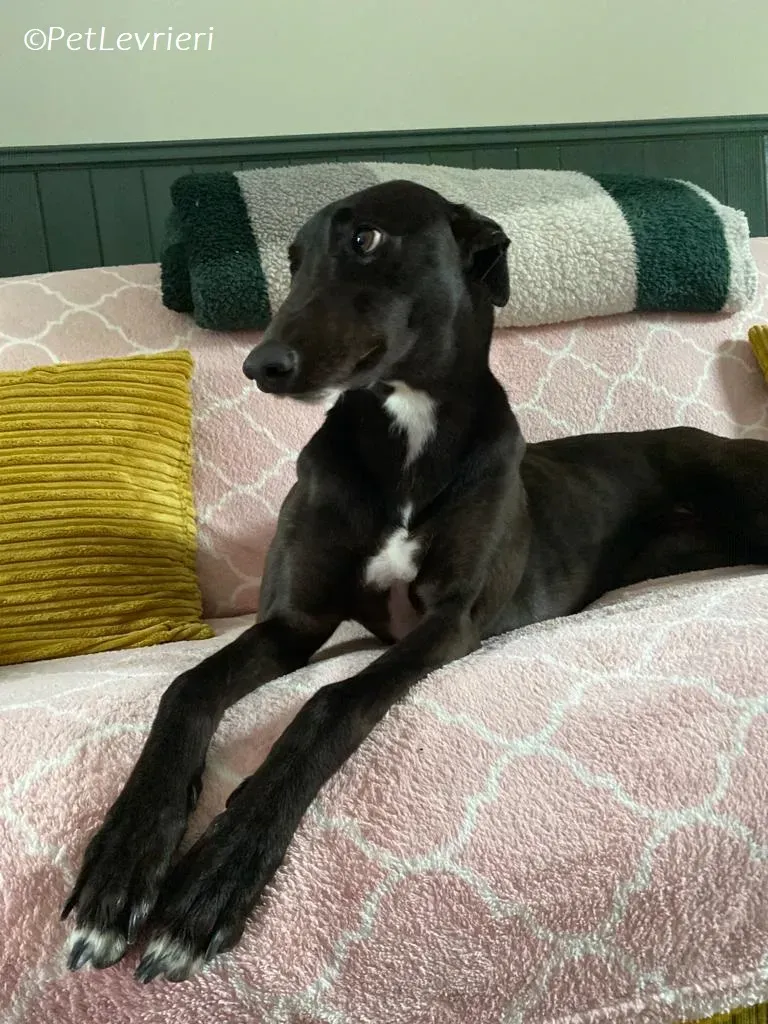 Bree adozione levrieri greyhound 8 1