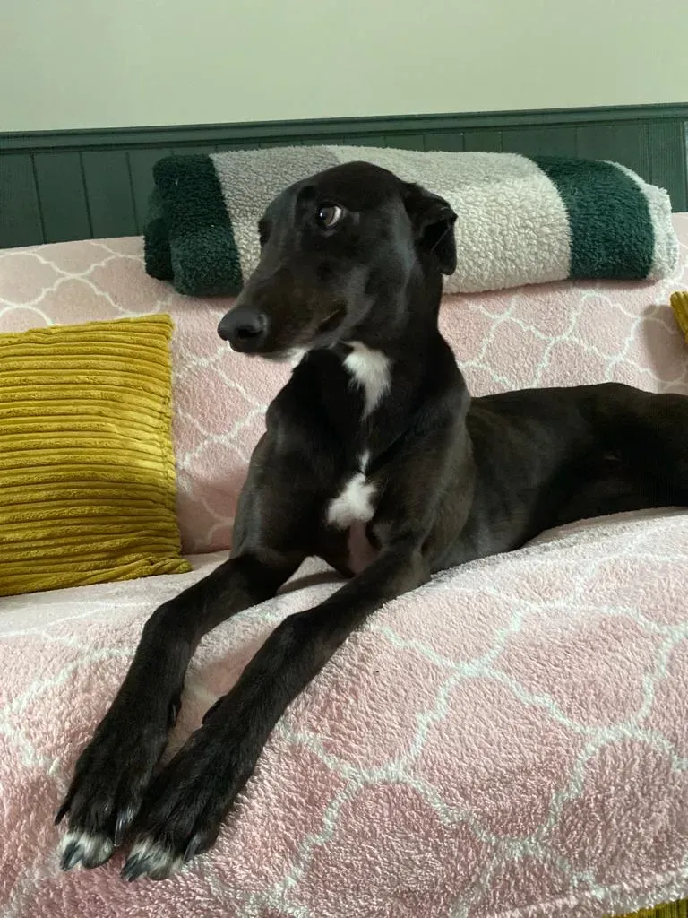 Bree adozione levrieri greyhound 8