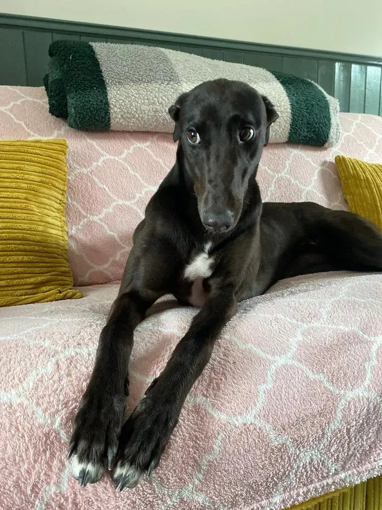 Bree adozione levrieri greyhound 9