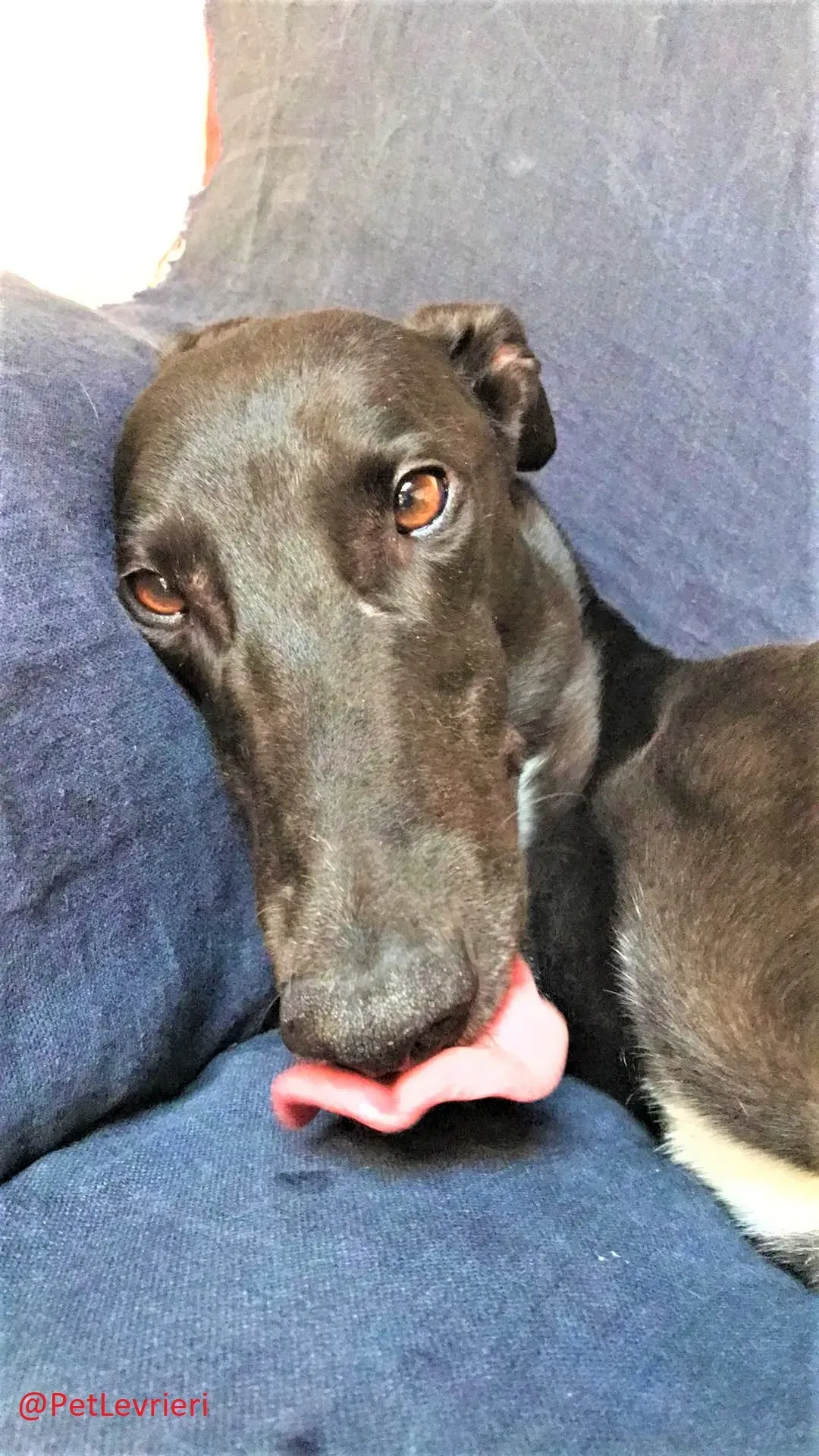 Breeze adozione levrieri greyhound 30 2