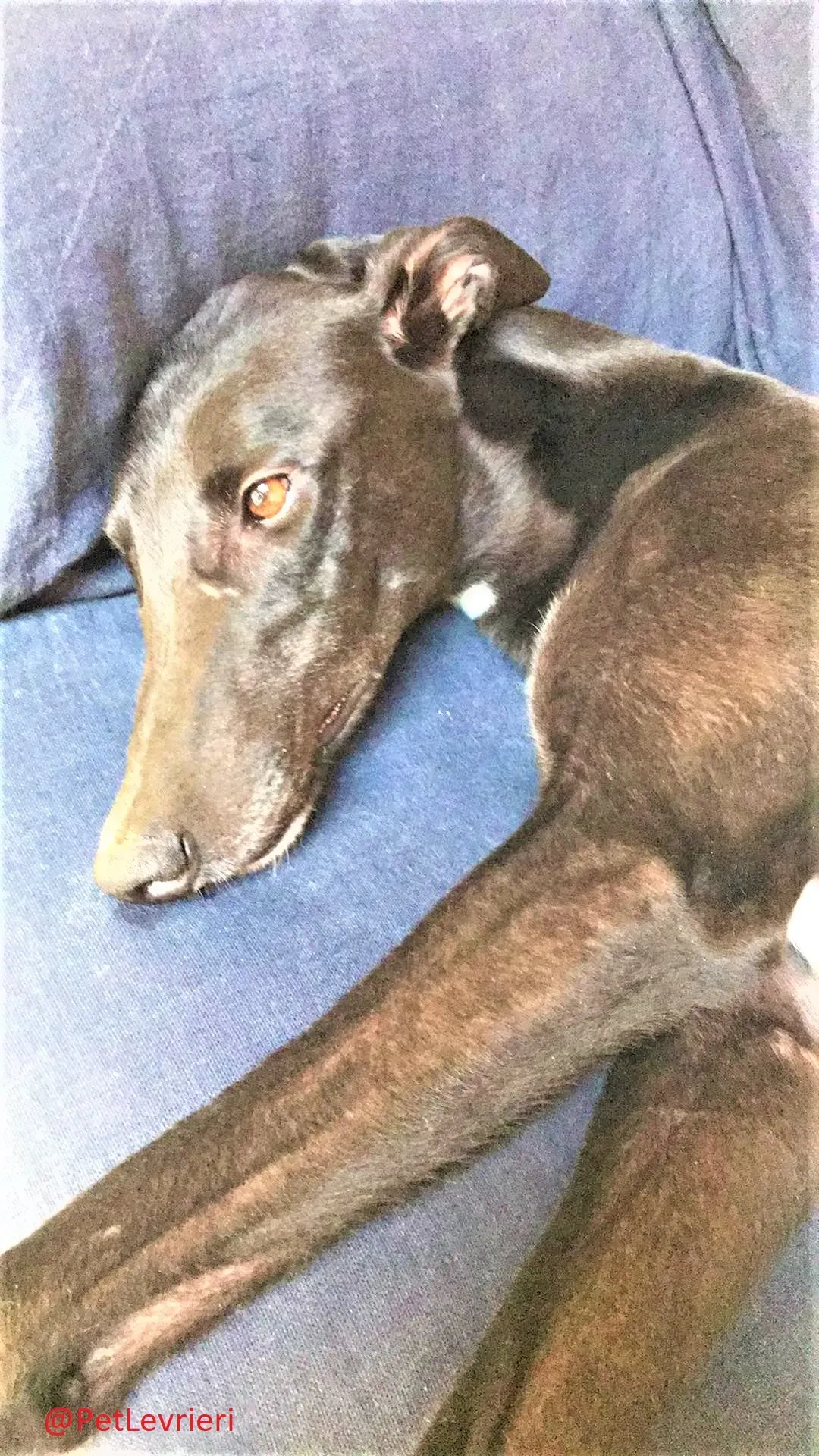 Breeze adozione levrieri greyhound 31 2